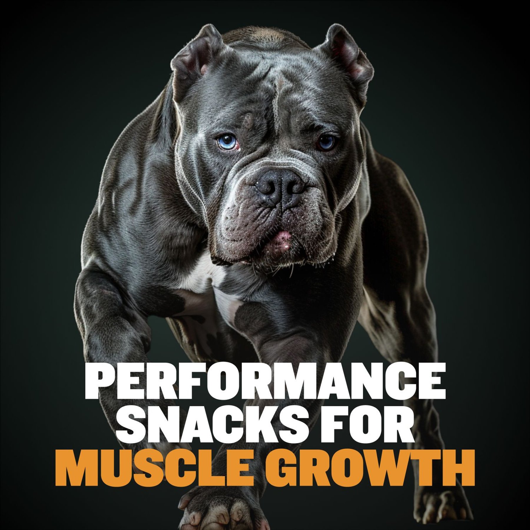 Bully Max Classic Premium High-Protein Chicken Adult Crunchy Dog Treats, 14.1-oz bag