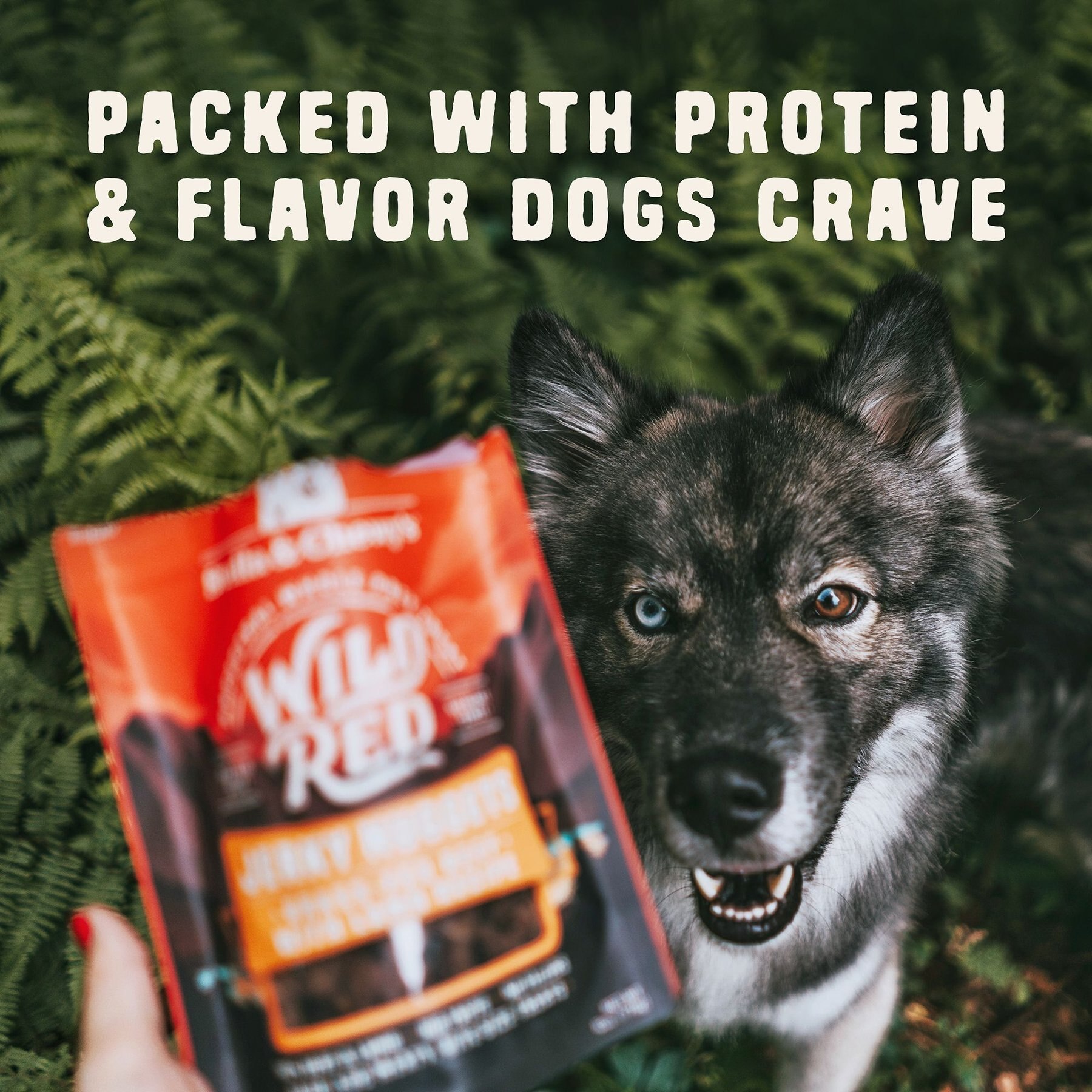 Stella & Chewy's Wild Red Jerky Nuggets Chicken & Duck Recipe Grain-Free Dog Treats, 6-oz bag