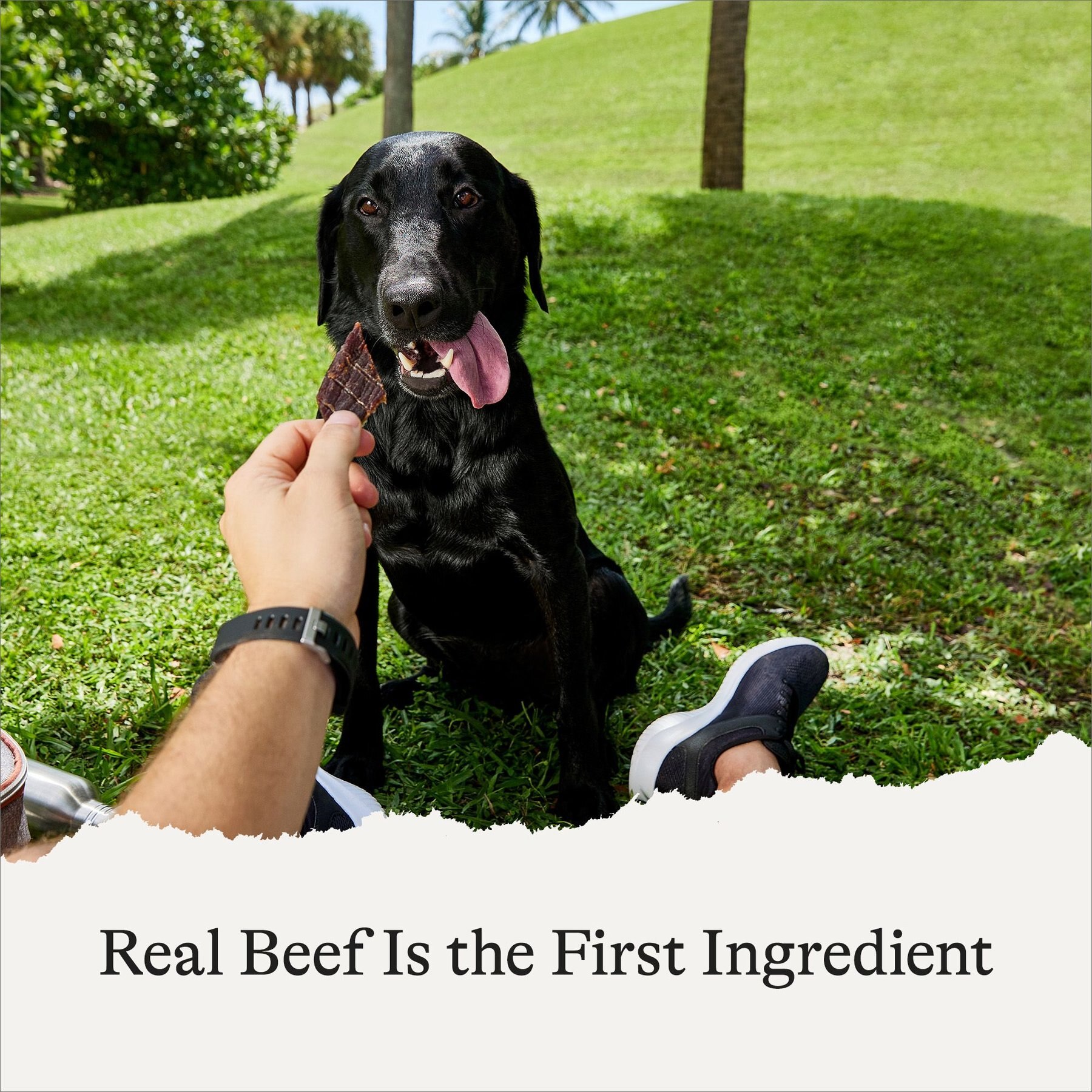 American Journey Beef Jerky Natural Grain-Free Dog Treats