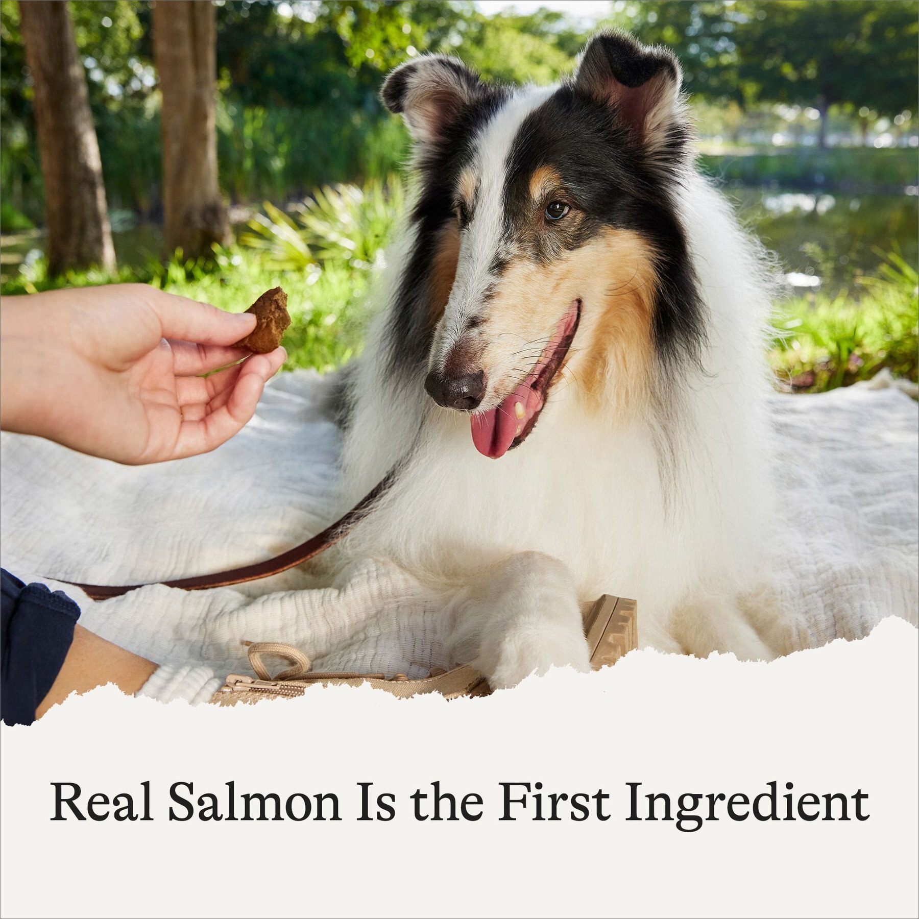 American Journey Salmon & Sweet Potato Recipe Limited Ingredient Dog Treats, 14-oz bag
