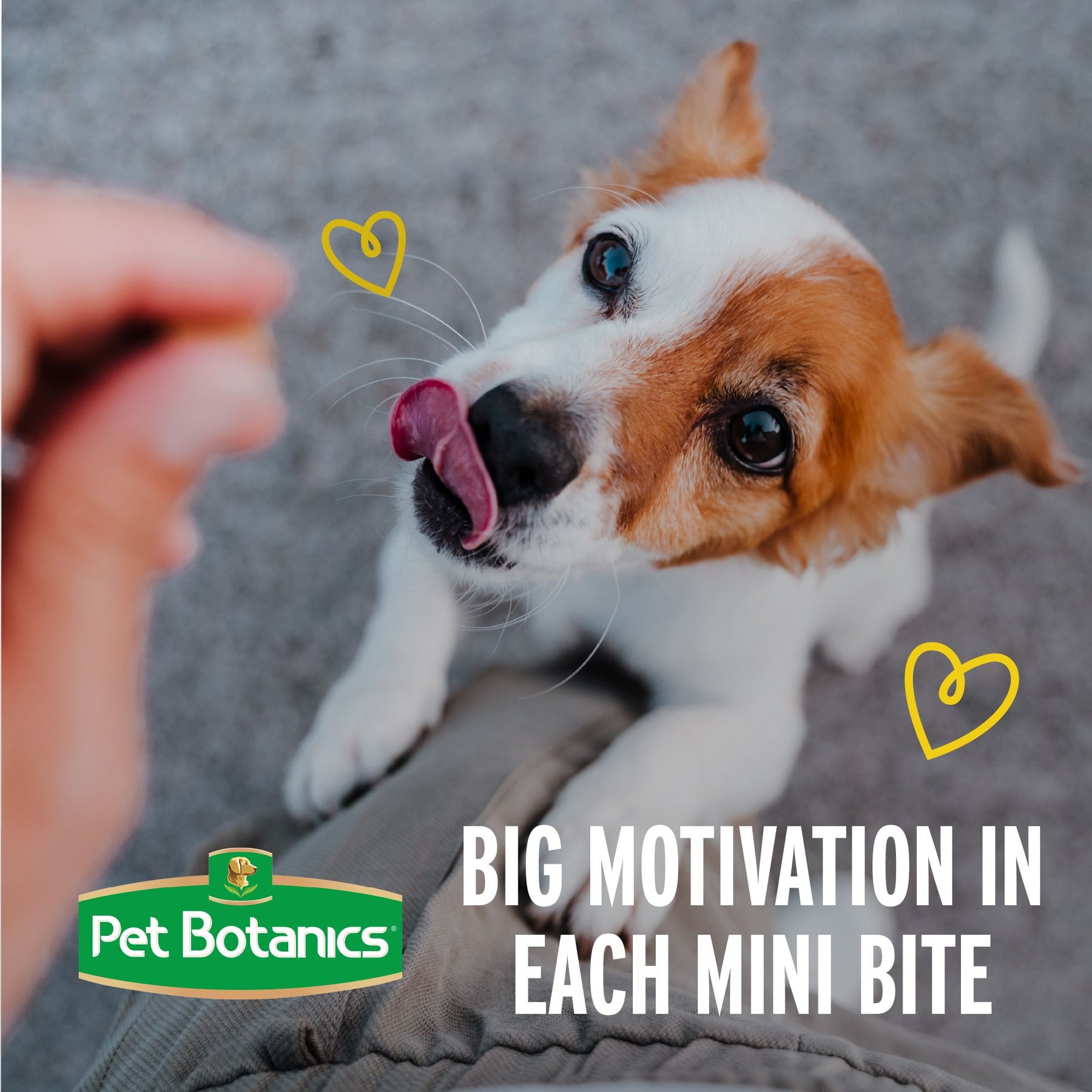 Pet Botanics Mini Training Reward Bacon Flavor Dog Treats