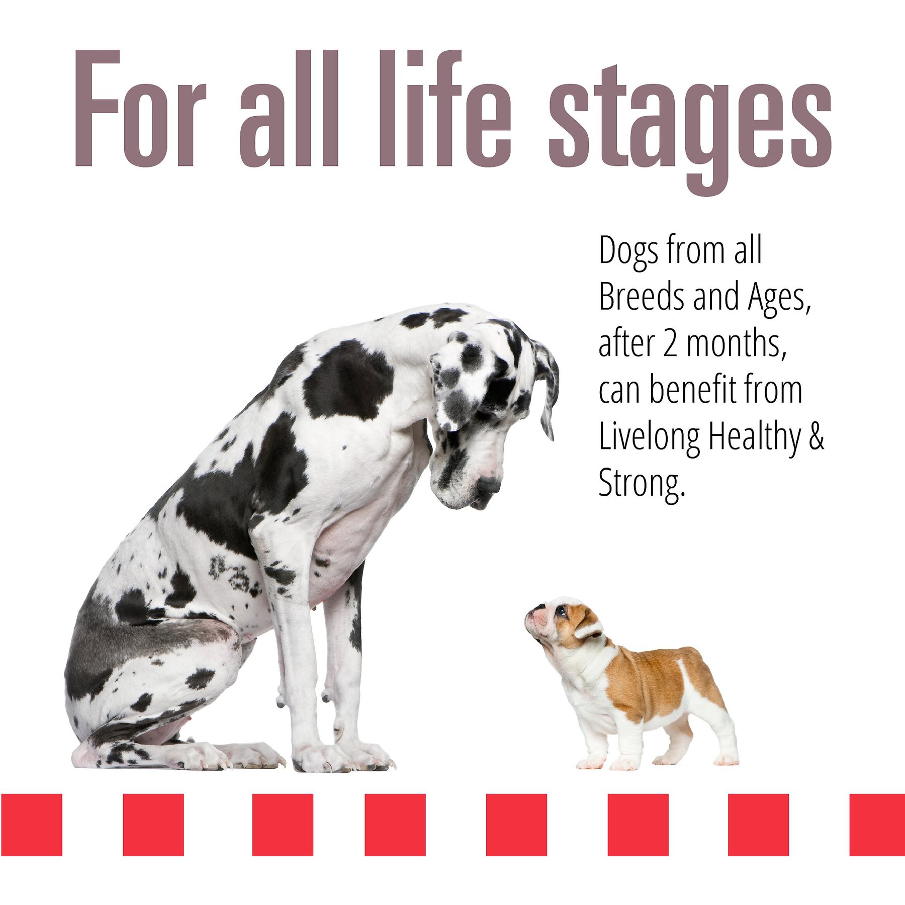 Livelong Healthy & Strong Bison/Buffalo & Sweet Potato Recipe Wet Dog Food, 12.5-oz can, case of 12