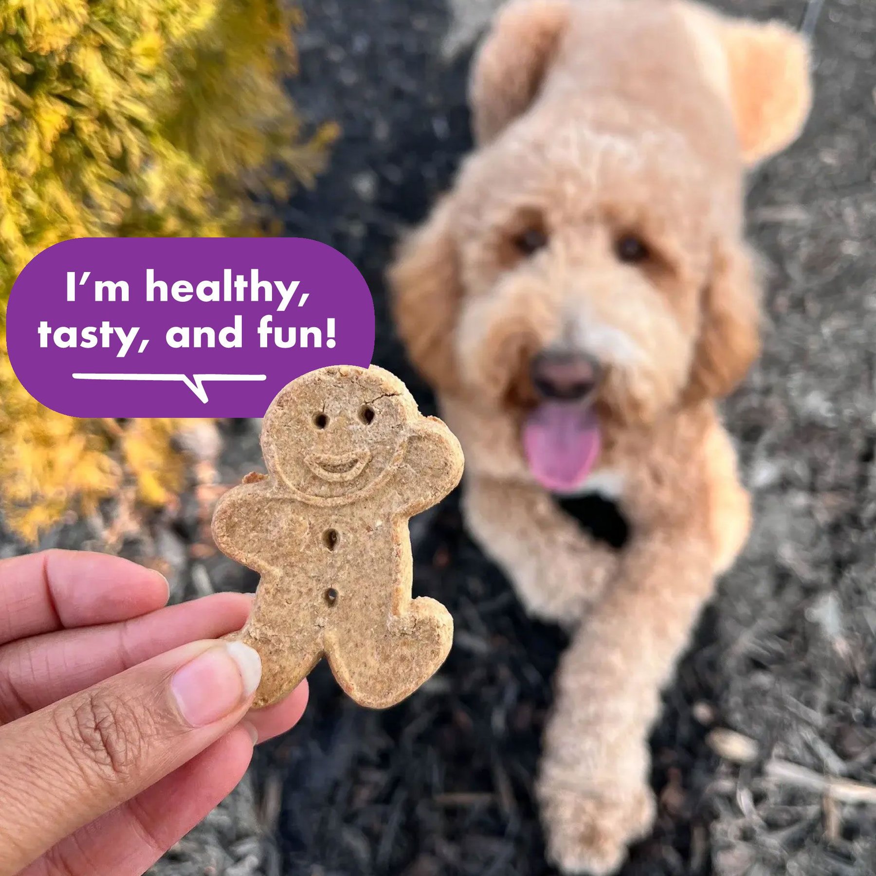 Buddy Biscuits Assorted Flavors Roasted Chicken, Grilled Beef, Sharp Cheddar Dog Treats, 16-oz box