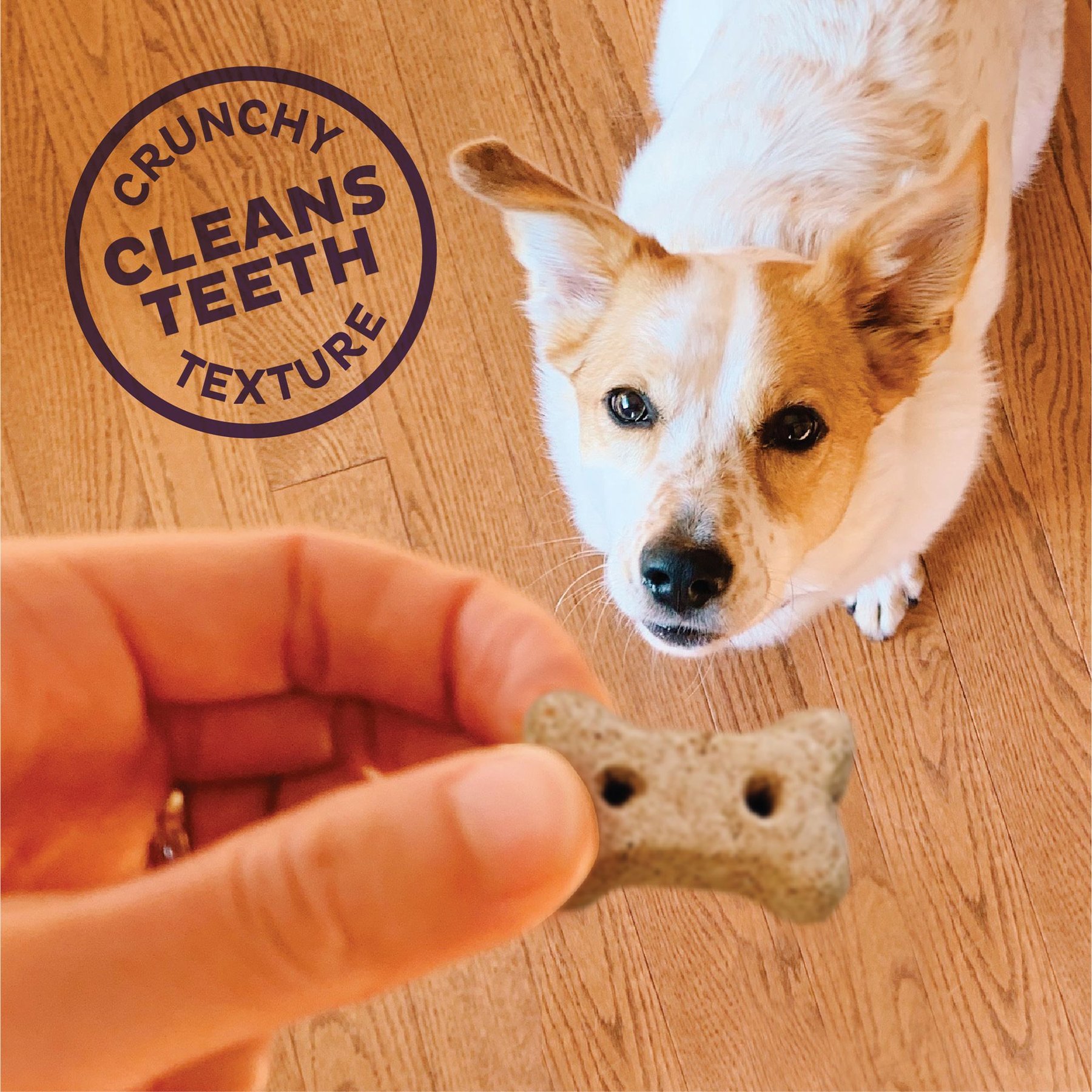 Old Mother Hubbard by Wellness Pick of the Patch Natural Grain-Free Mini Oven-Baked Biscuits Dog Treats