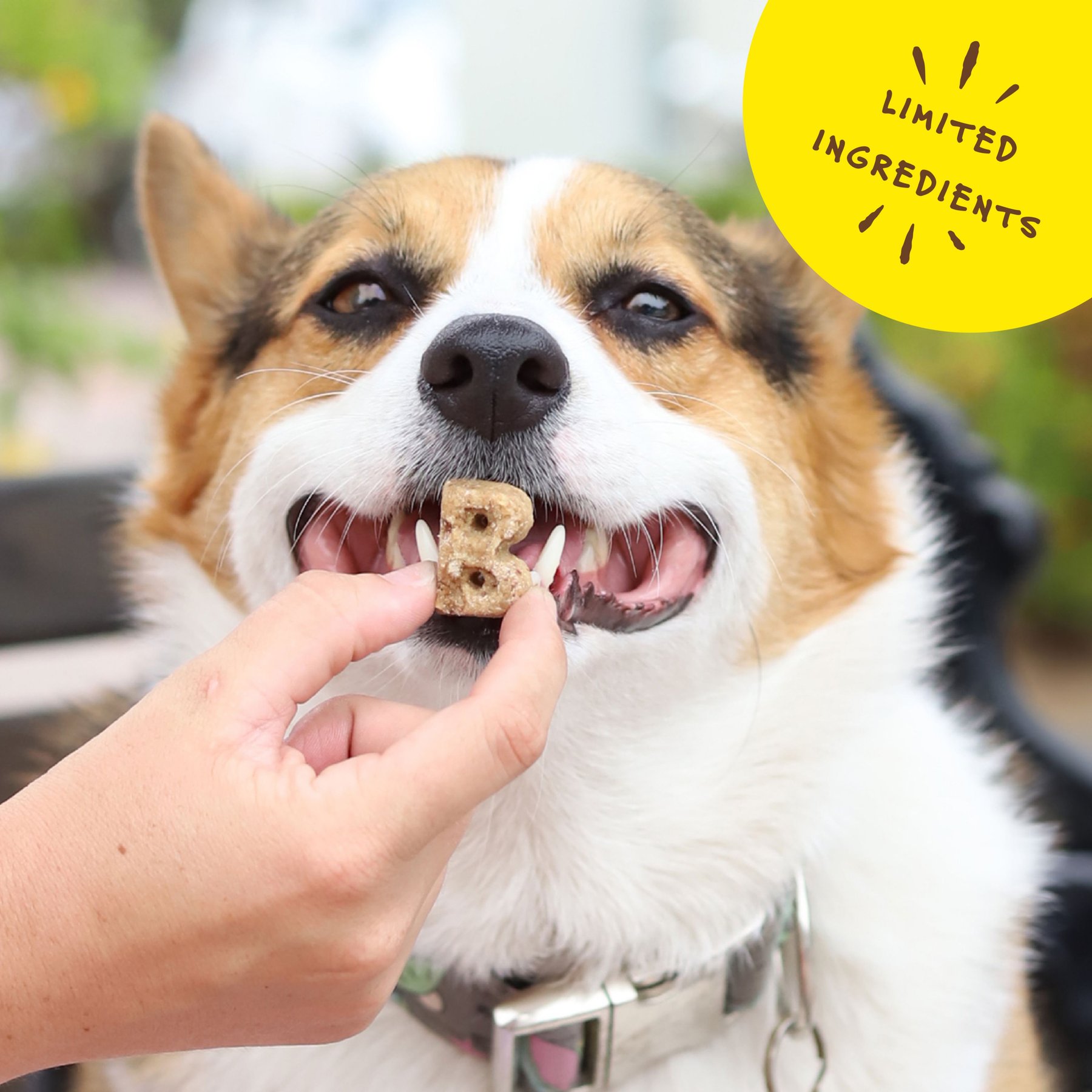 Bocce's Bakery Everyday Bac'N Nutty Biscuits Crunchy Dog Treats, 5-oz bag