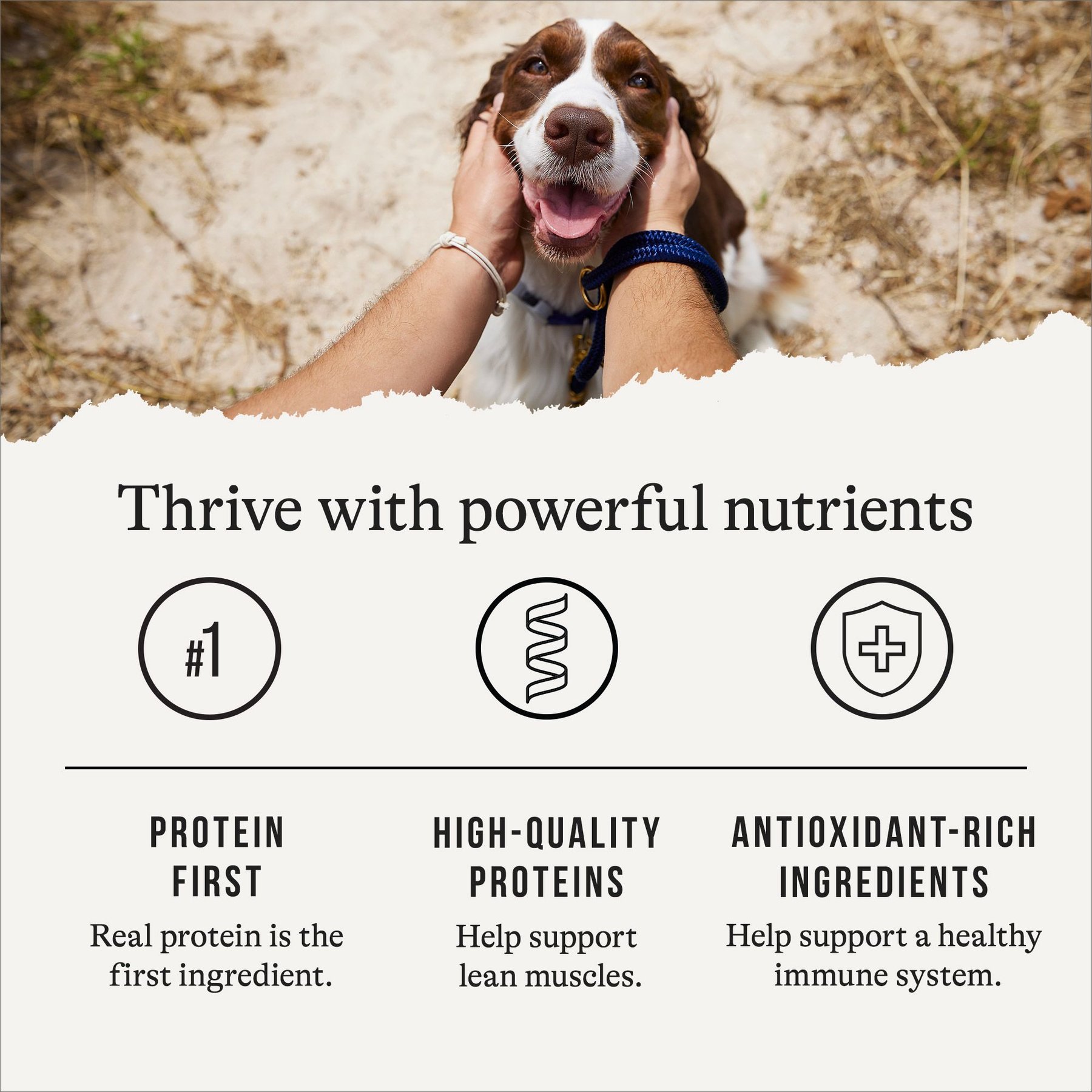 American Journey Chicken & Vegetables Recipe Canned Dog Food