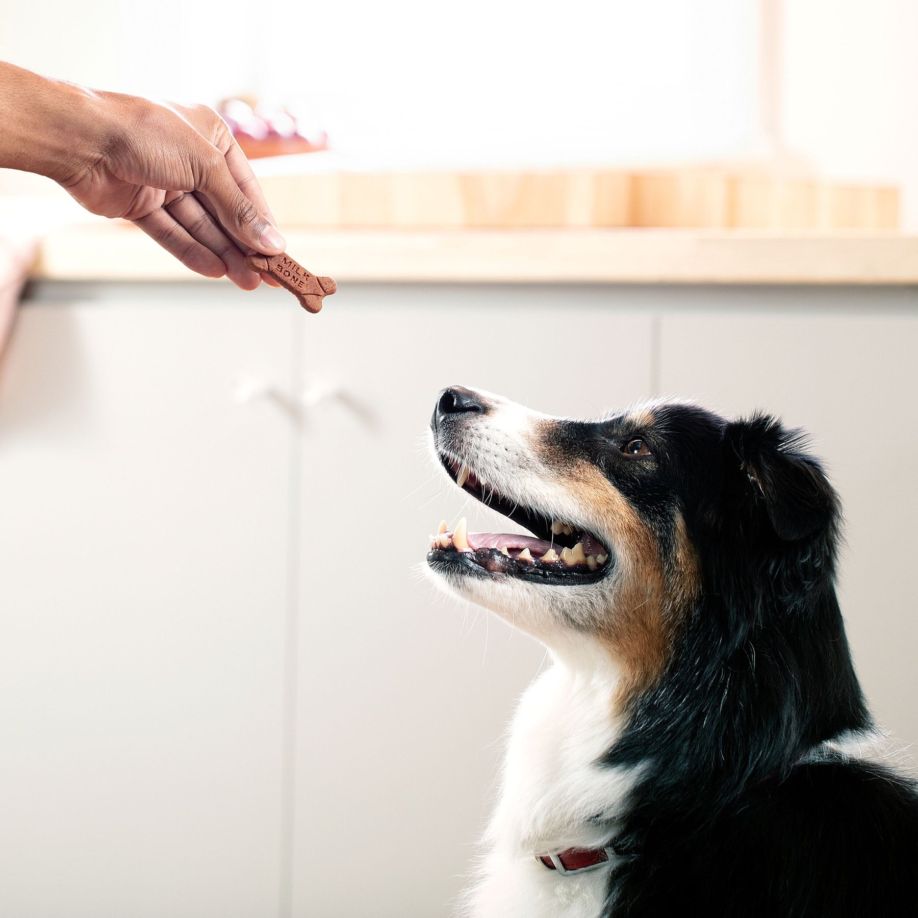 Milk-Bone Soft & Chewy Chicken Recipe Dog Treats