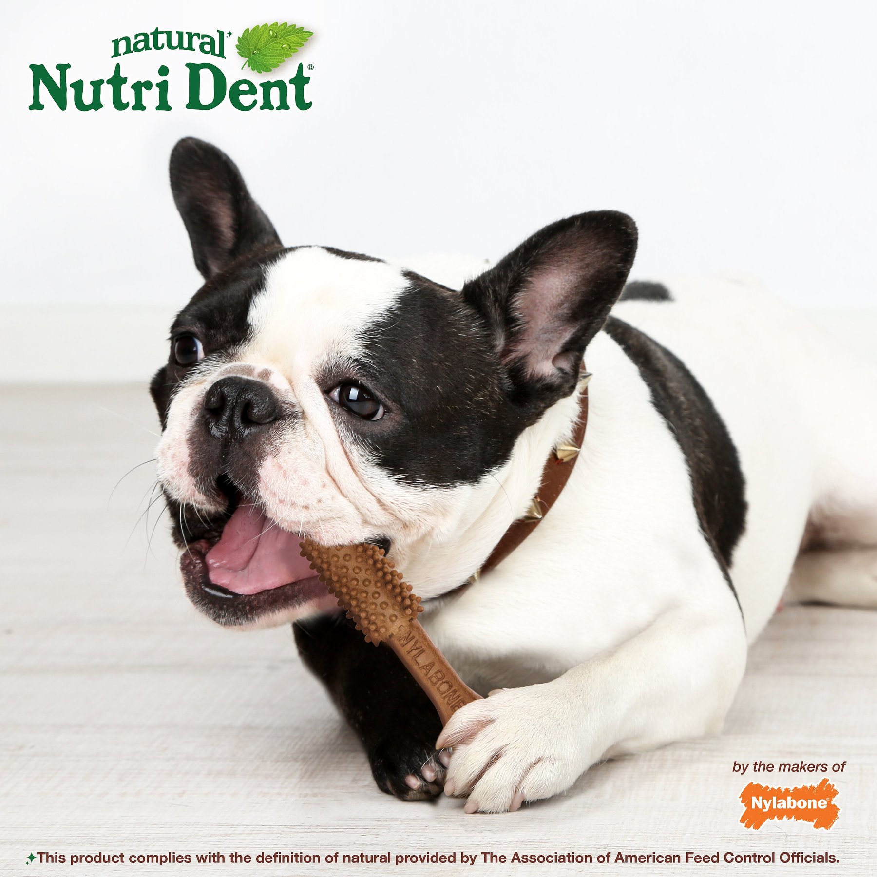 Nylabone Nutri Dent Filet Mignon Flavored Dog Dental Chews