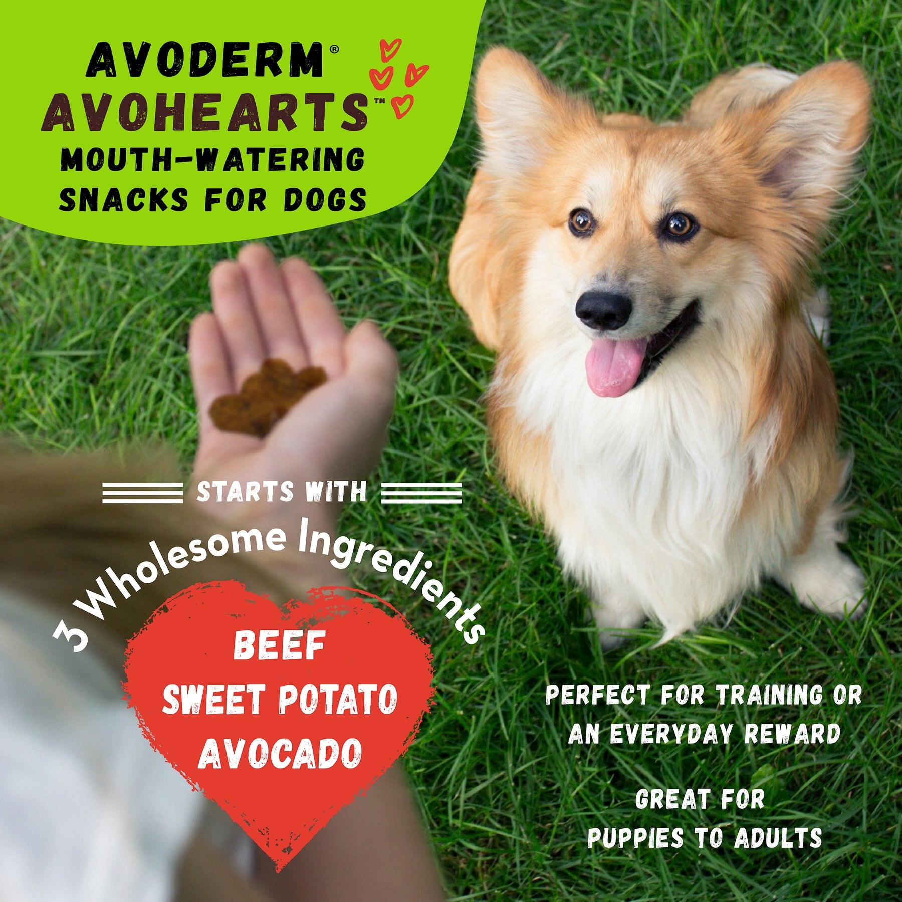 AvoDerm AvoHearts Beef & Avocado Formula Dog Treats, 5-oz bag