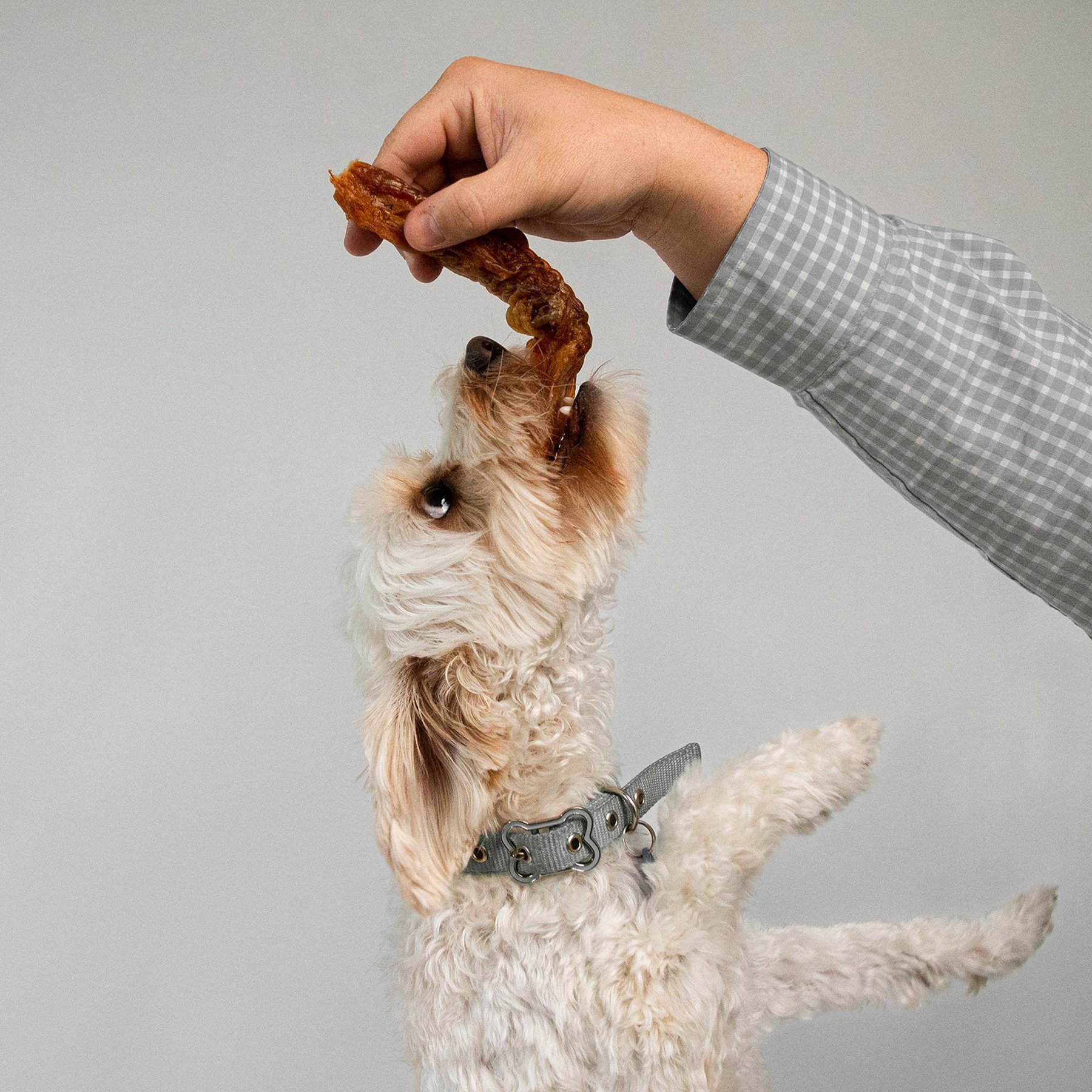 Pupford Turbo Tendon Dog Chews