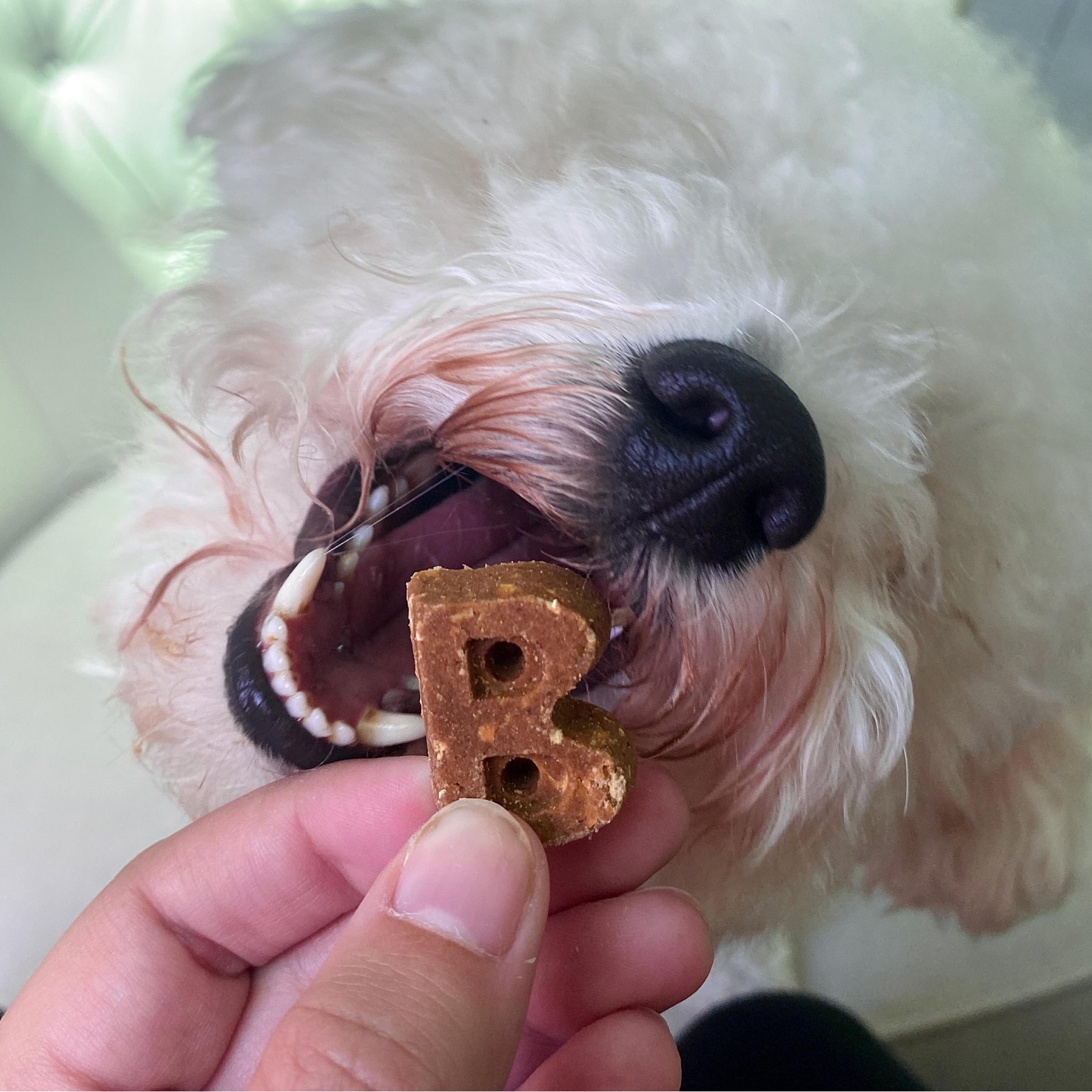Bocce's Bakery Soft & Chewy Duck Recipe Dog Treats