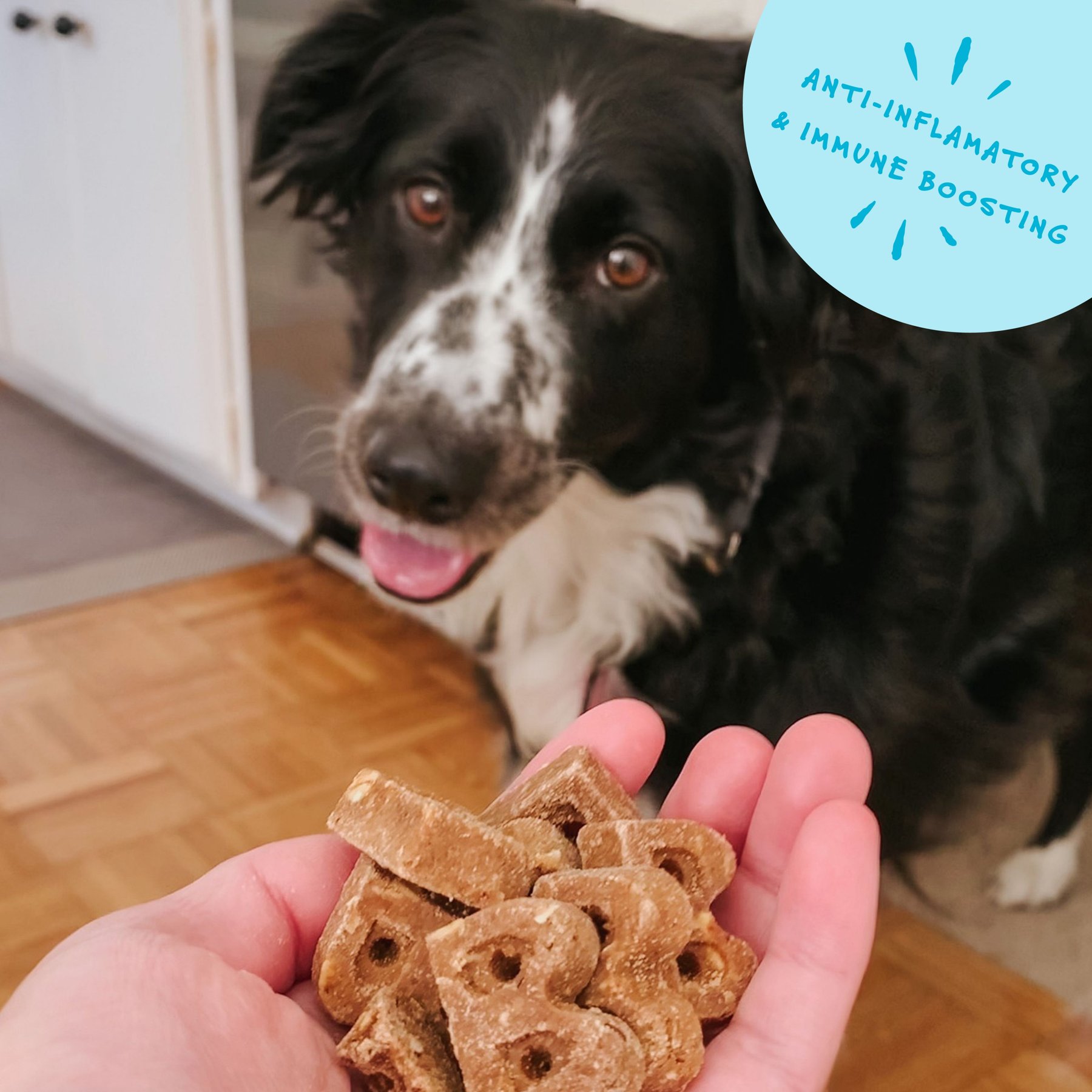 Bocce's Bakery Dailies Super Shield Peanut Butter + Apple Recipe Dog Treats, 6-oz pouch