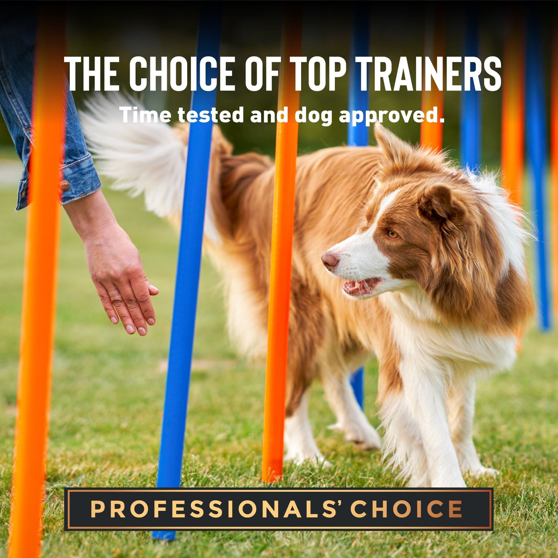Cloud Star Chewy Tricky Trainers Cheddar Flavor Dog Treats