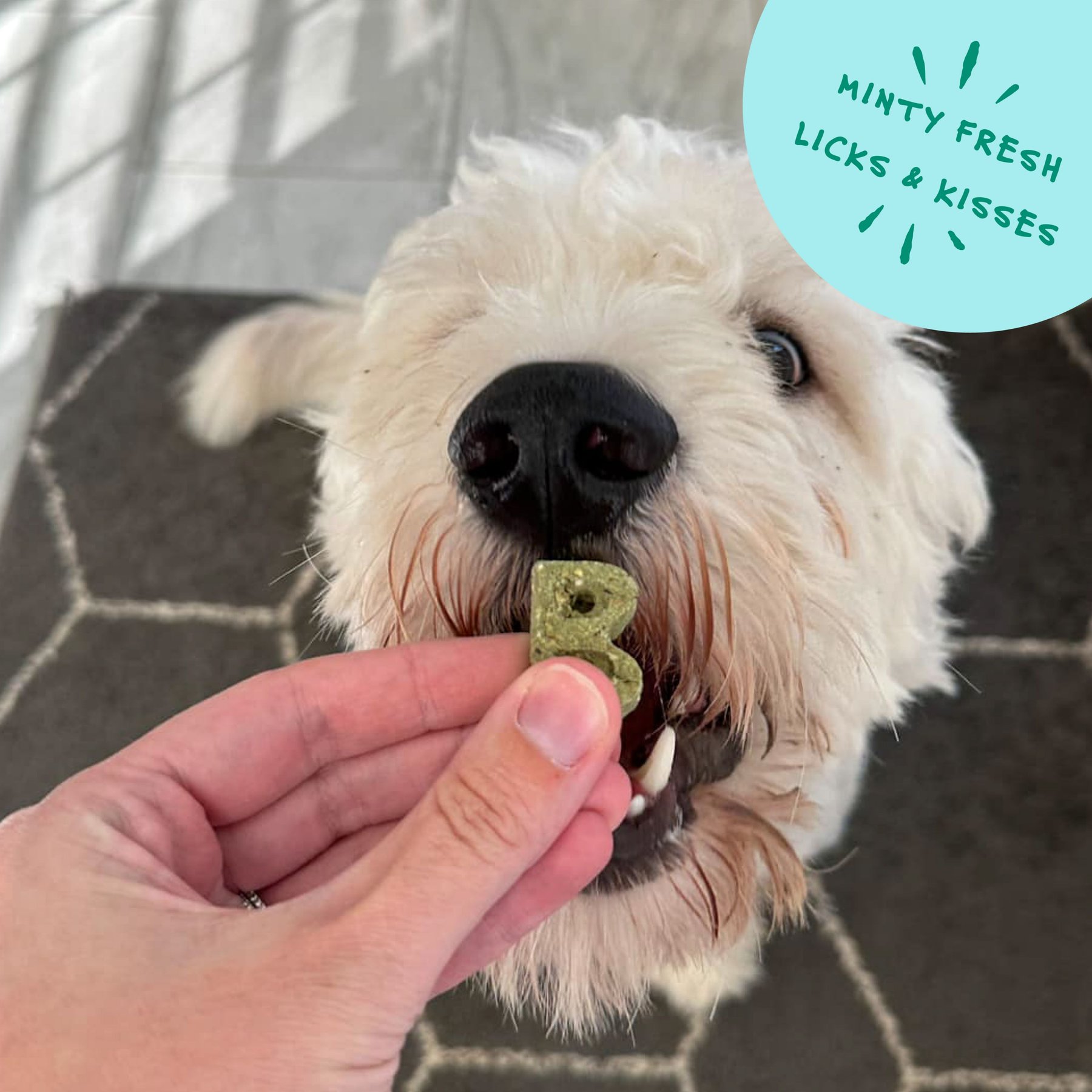 Bocce's Bakery Dailies Brushy Bites Apple + Mint Recipe Dog Treats, 6-oz pouch