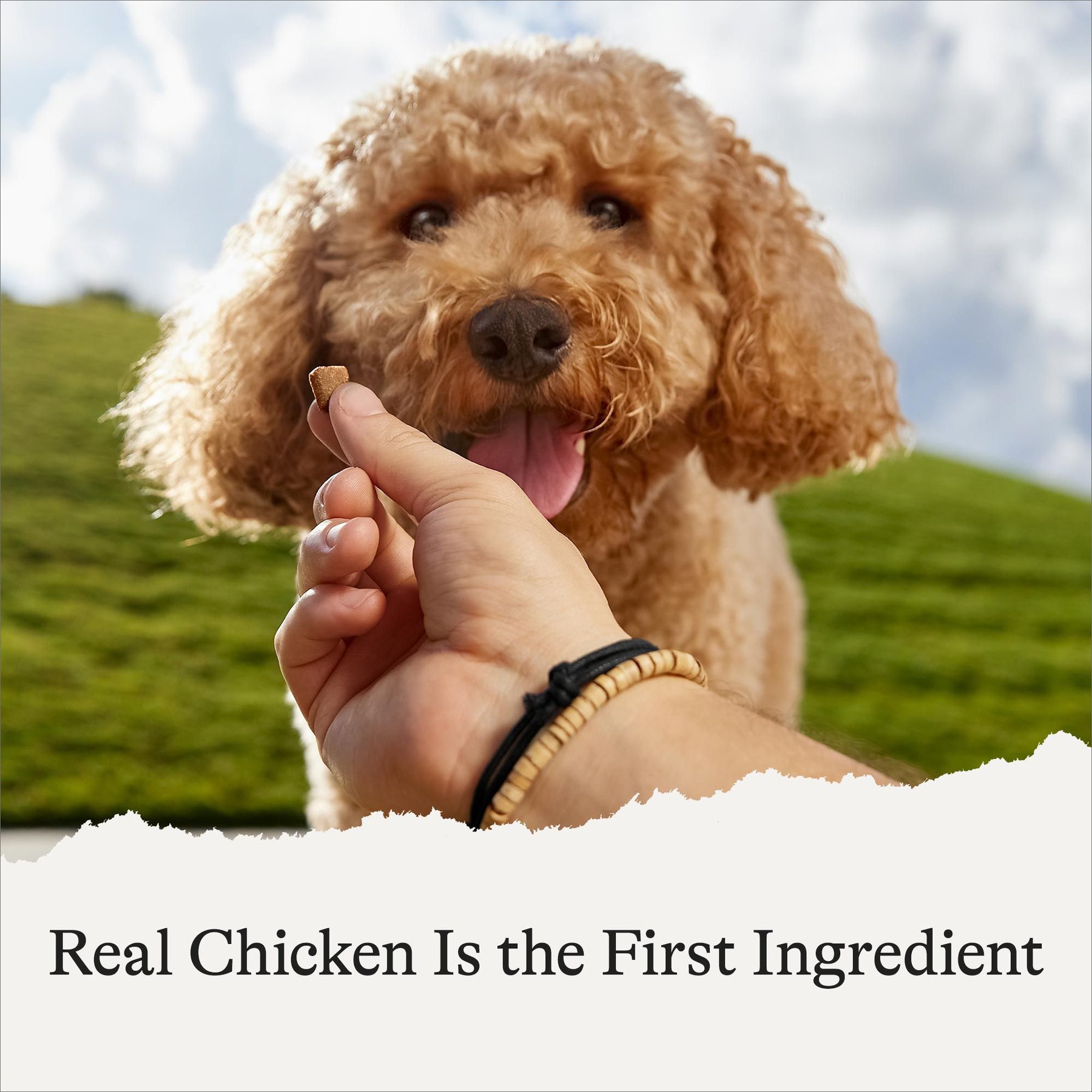American Journey Chicken Recipe Grain-Free Soft & Chewy Training Bits Dog Treats