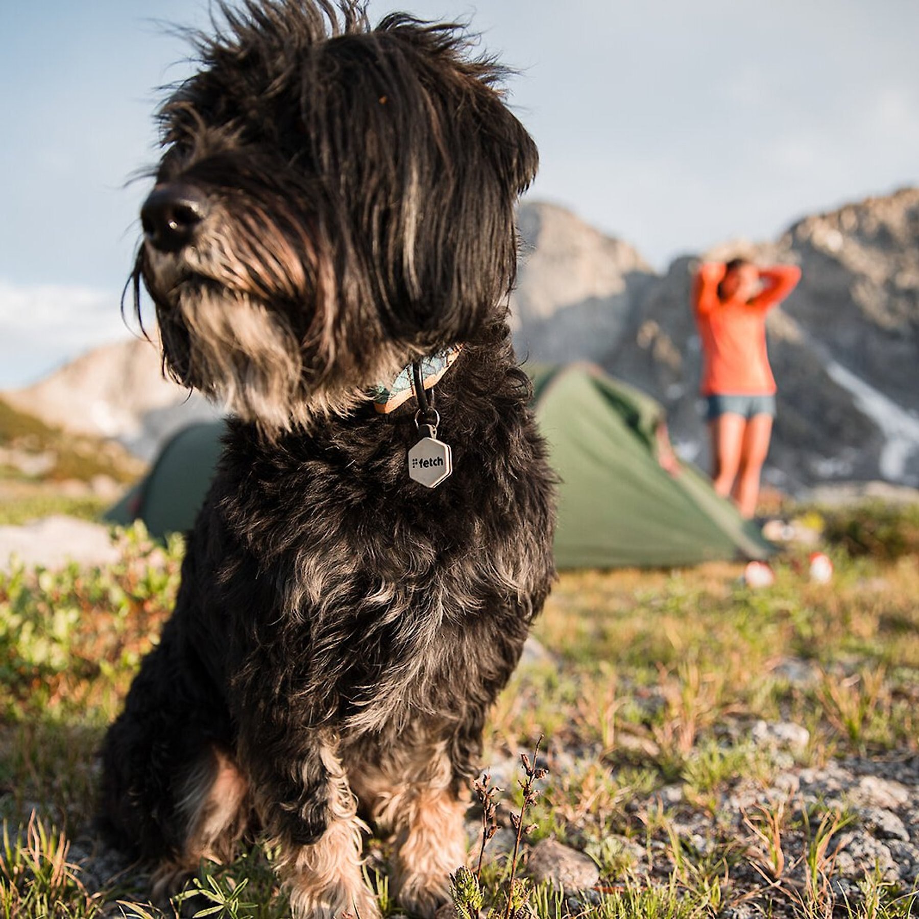 Lifekey Mini Digital Dog ID Tag