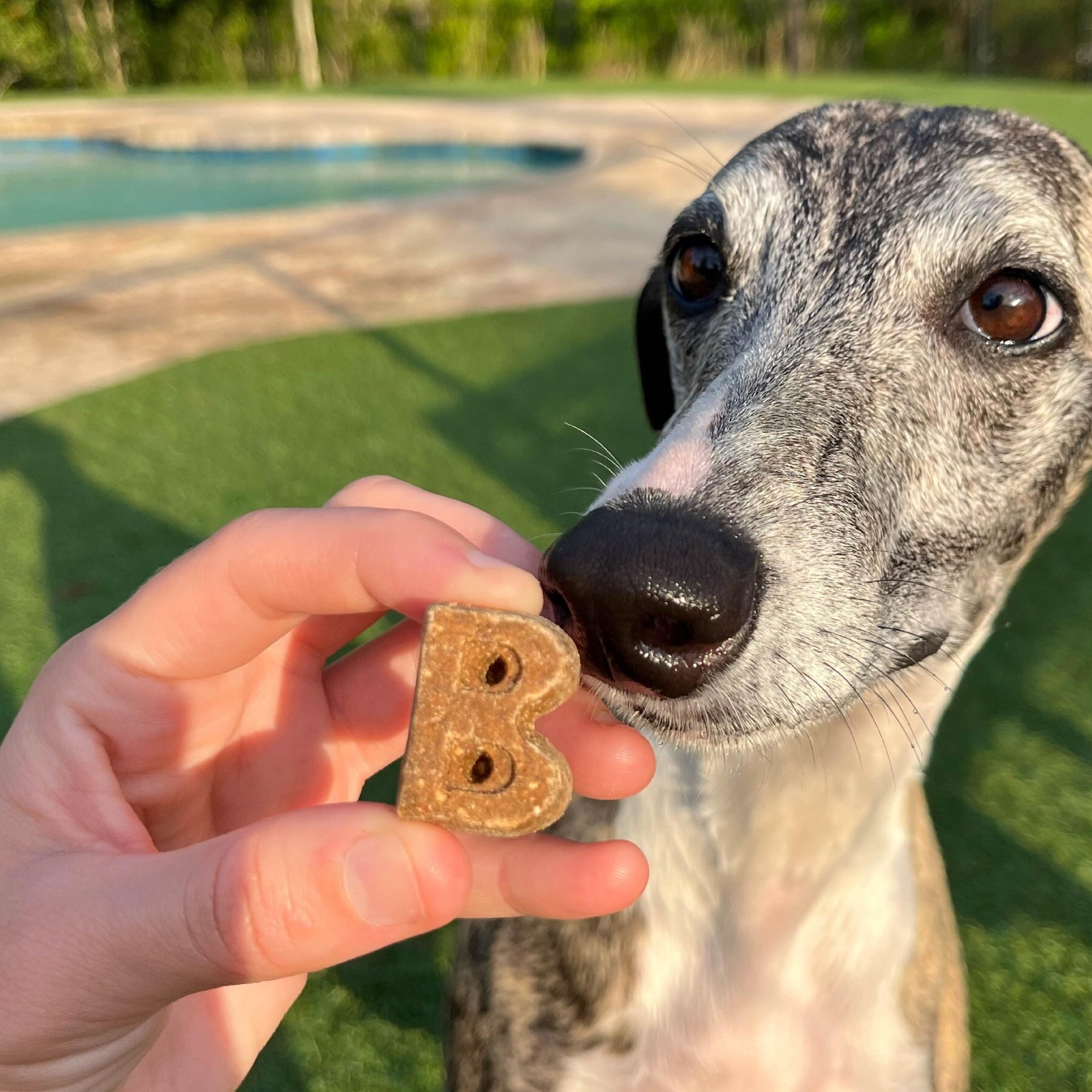 Bocce's Bakery Soft & Chewy Chicken Recipe Dog Treats