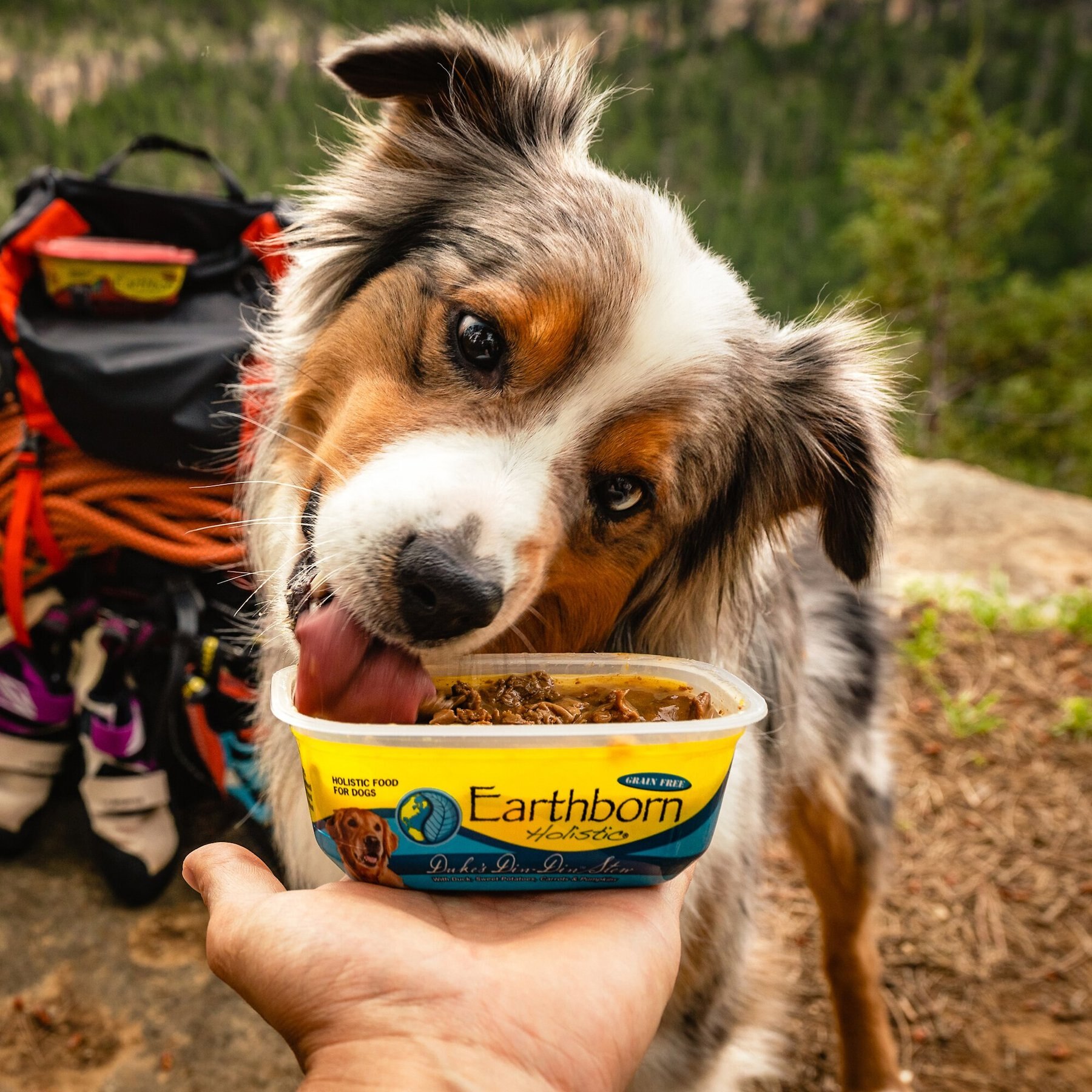 Earthborn Holistic Duke's Din-Din Grain-Free Natural Moist Dog Food