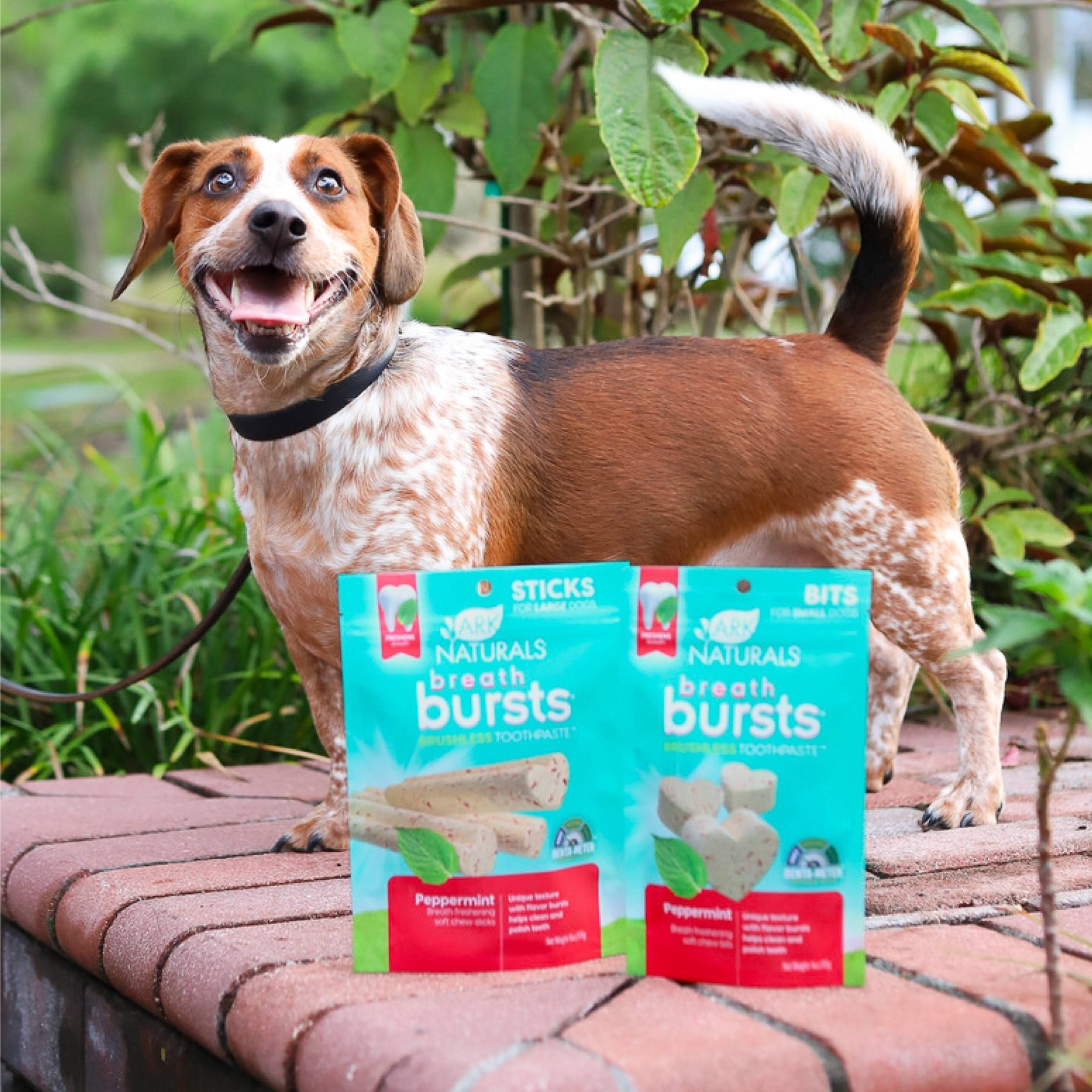 Ark Naturals Breath Bursts Peppermint Bits Small Dental Dog Treats, 4-oz bag
