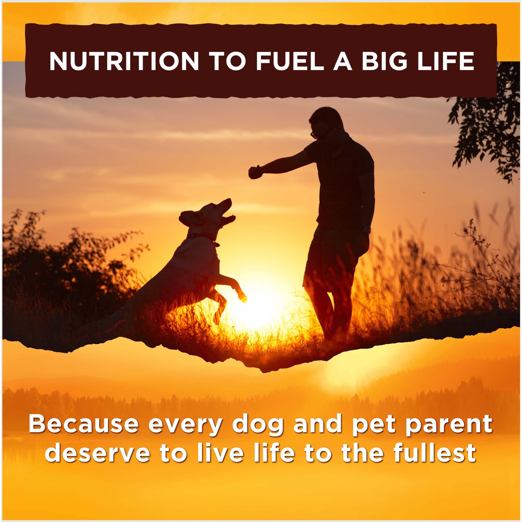 Nature's Recipe Chicken & Turkey in Broth Recipe Grain-Free Wet Dog Food