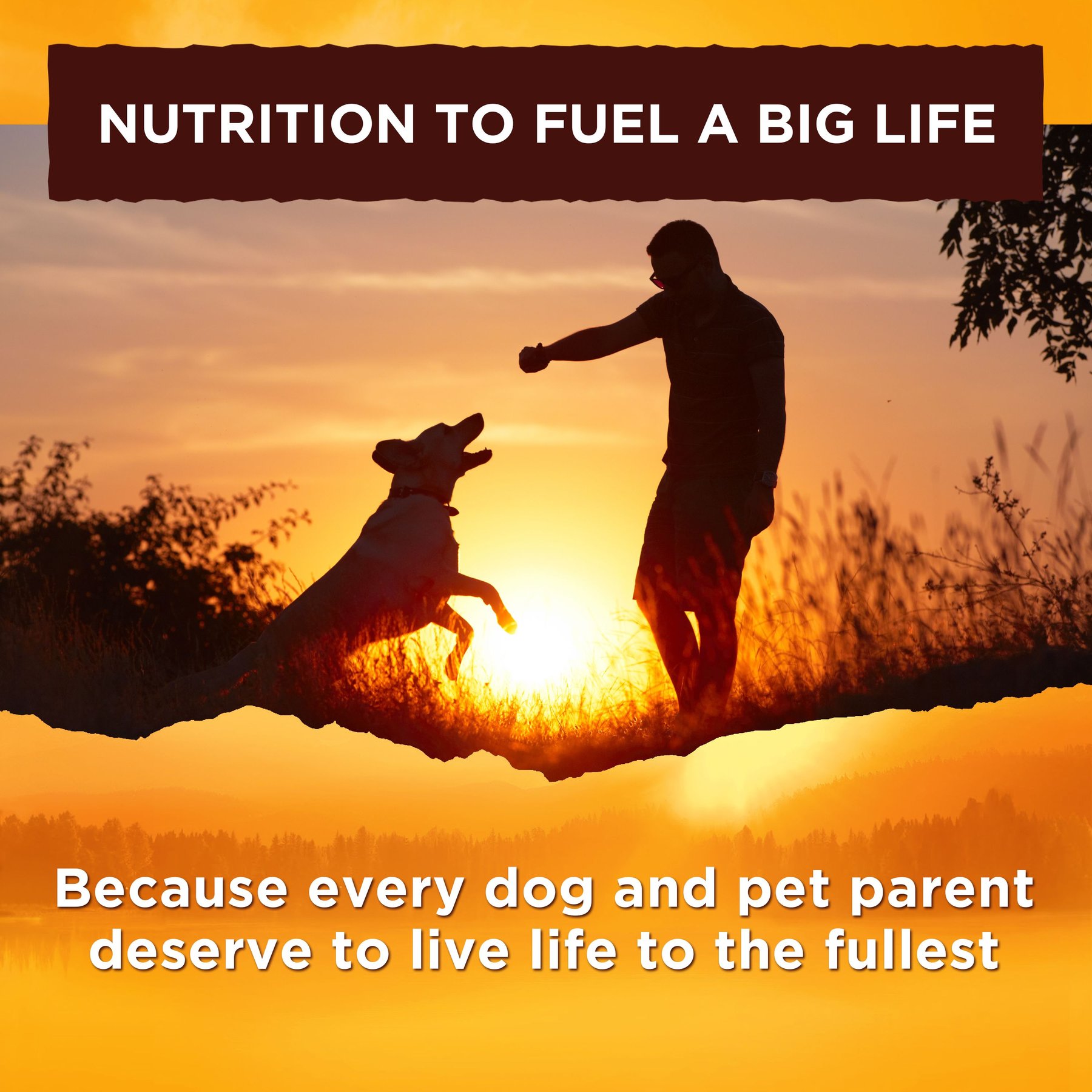 Nature's Recipe Variety Pack Grain-Free Wet Dog Food