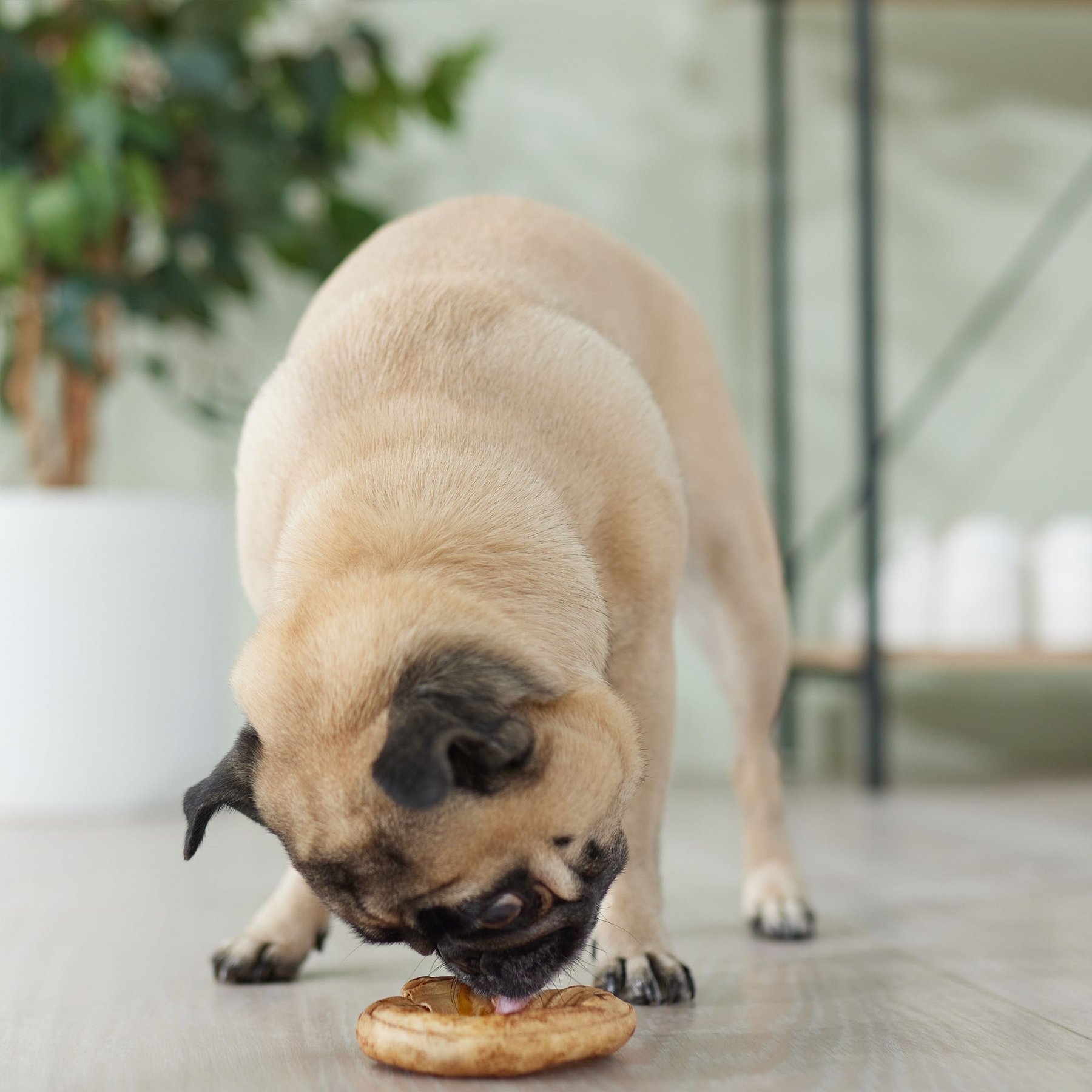 Canine's Choice DogLicious 3.5" Peanut Butter Flavored Donuts Rawhide Dog Treats, 2 count