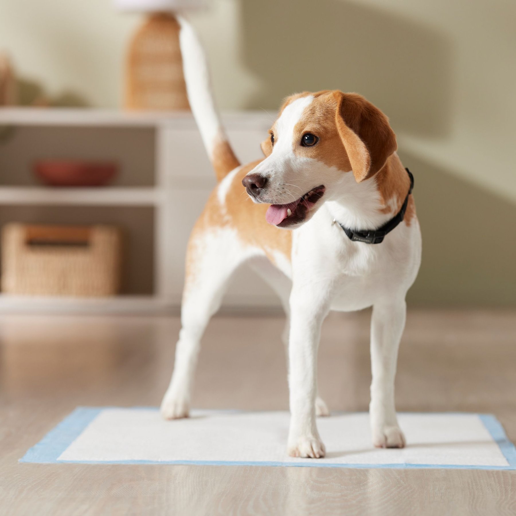 Frisco Large Premium Dog Training & Potty Pads