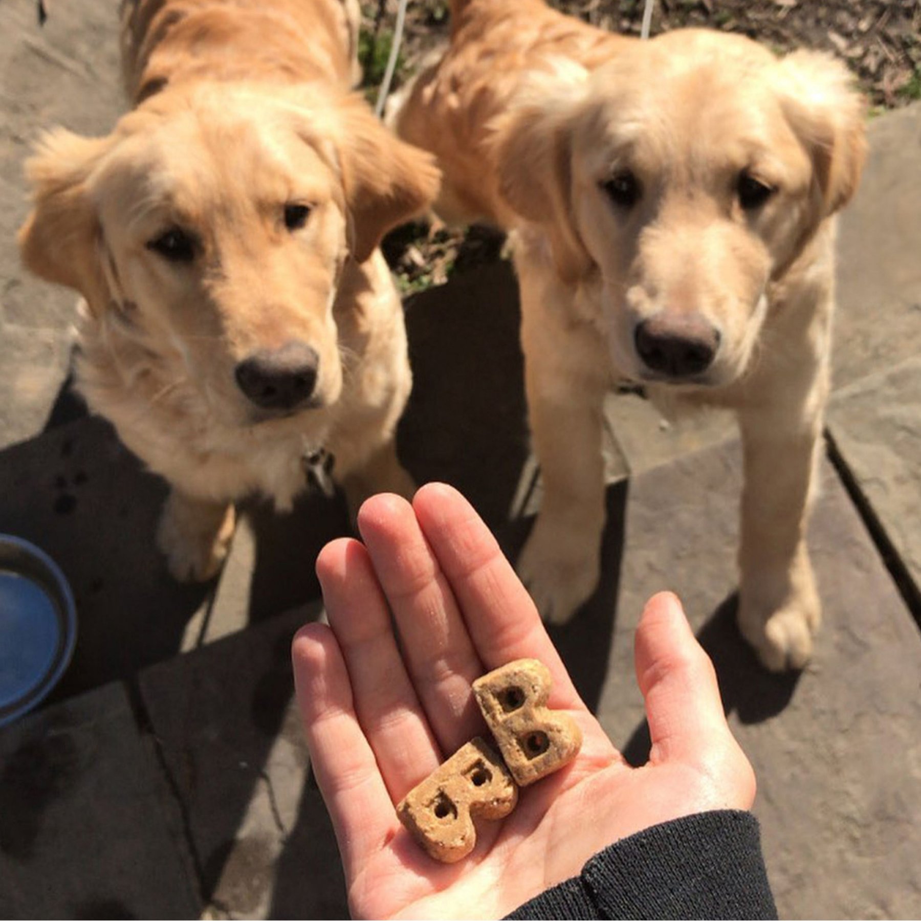 Bocce's Bakery Dailies Super Shield Peanut Butter + Apple Recipe Dog Treats, 6-oz pouch