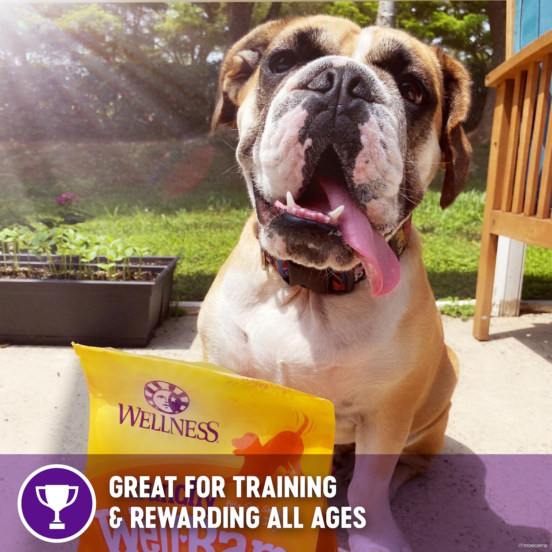 Wellness Crunchy WellBars Grain-Free Yogurt, Apples & Bananas Baked Dog Treats