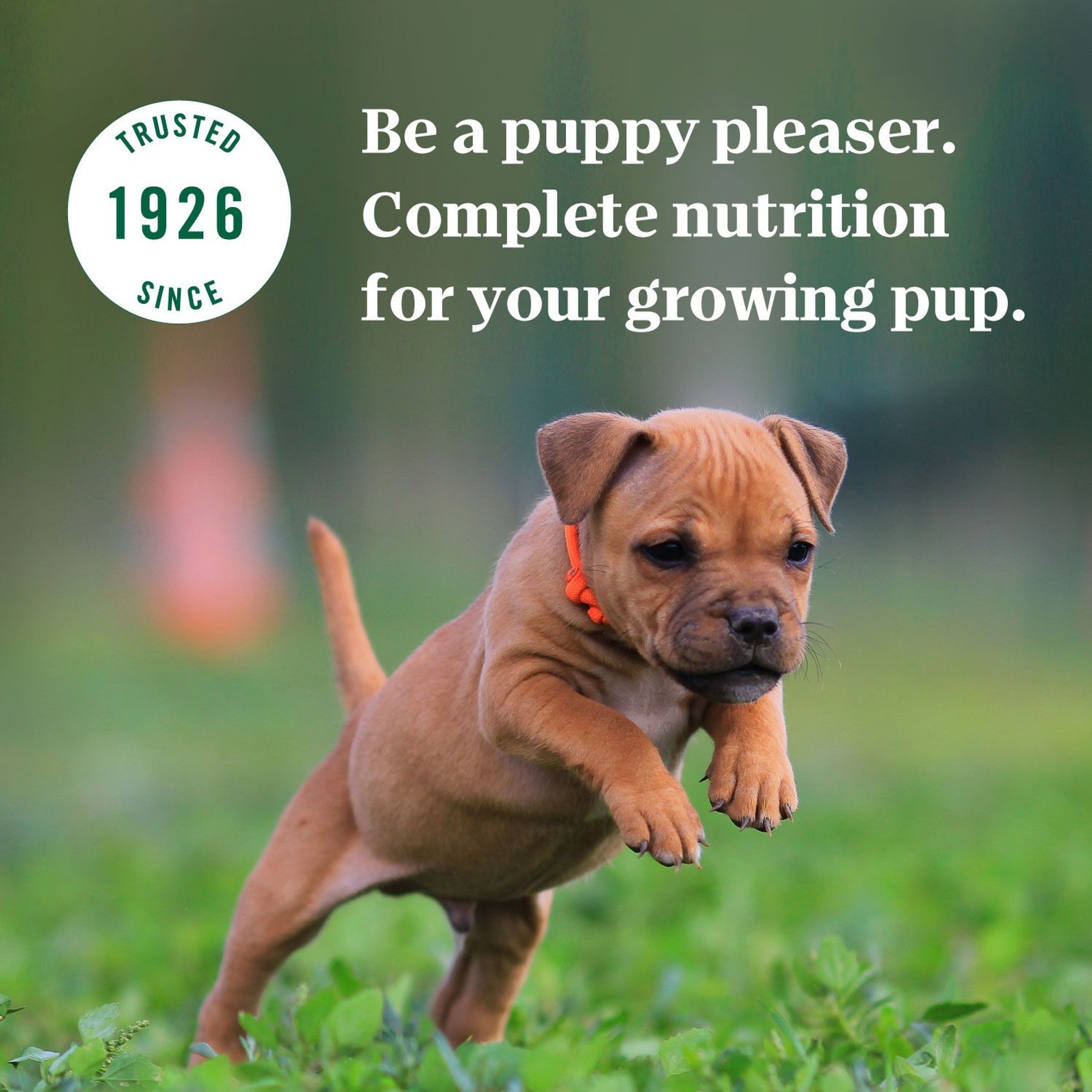 Nutro Puppy Tender Grain-Free Chicken, Sweet Potato & Pea Recipe Bites in Gravy Wet Dog Food Trays