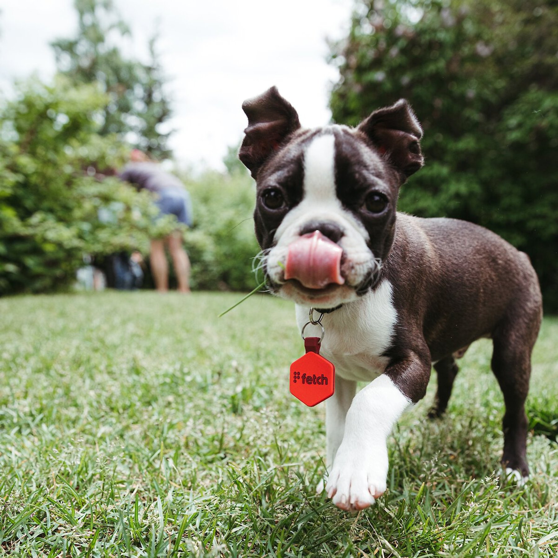 Lifekey Digital Dog ID Tag