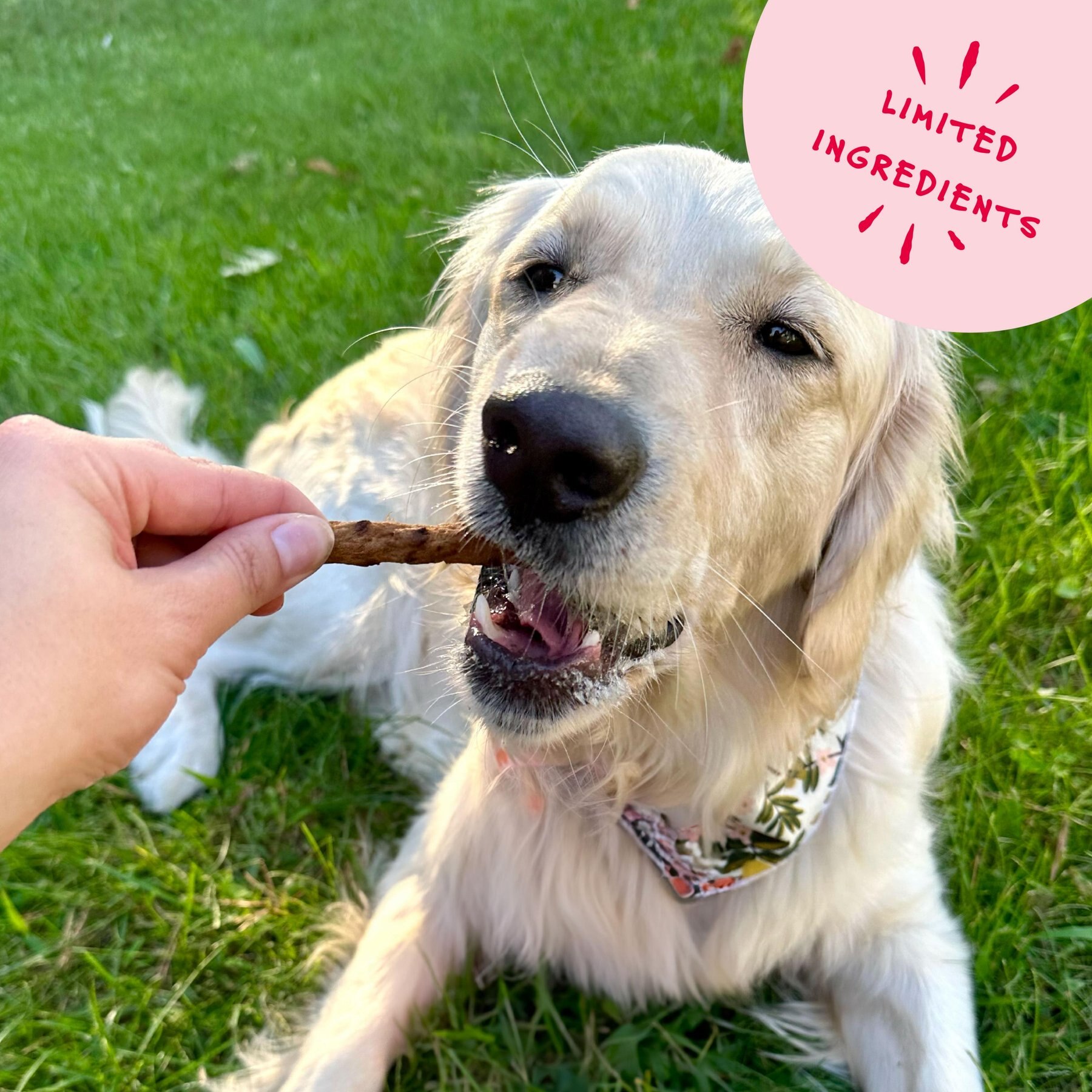 Bocce's Bakery Grazers Beef Jerky Dog Treats, 4-oz pouch