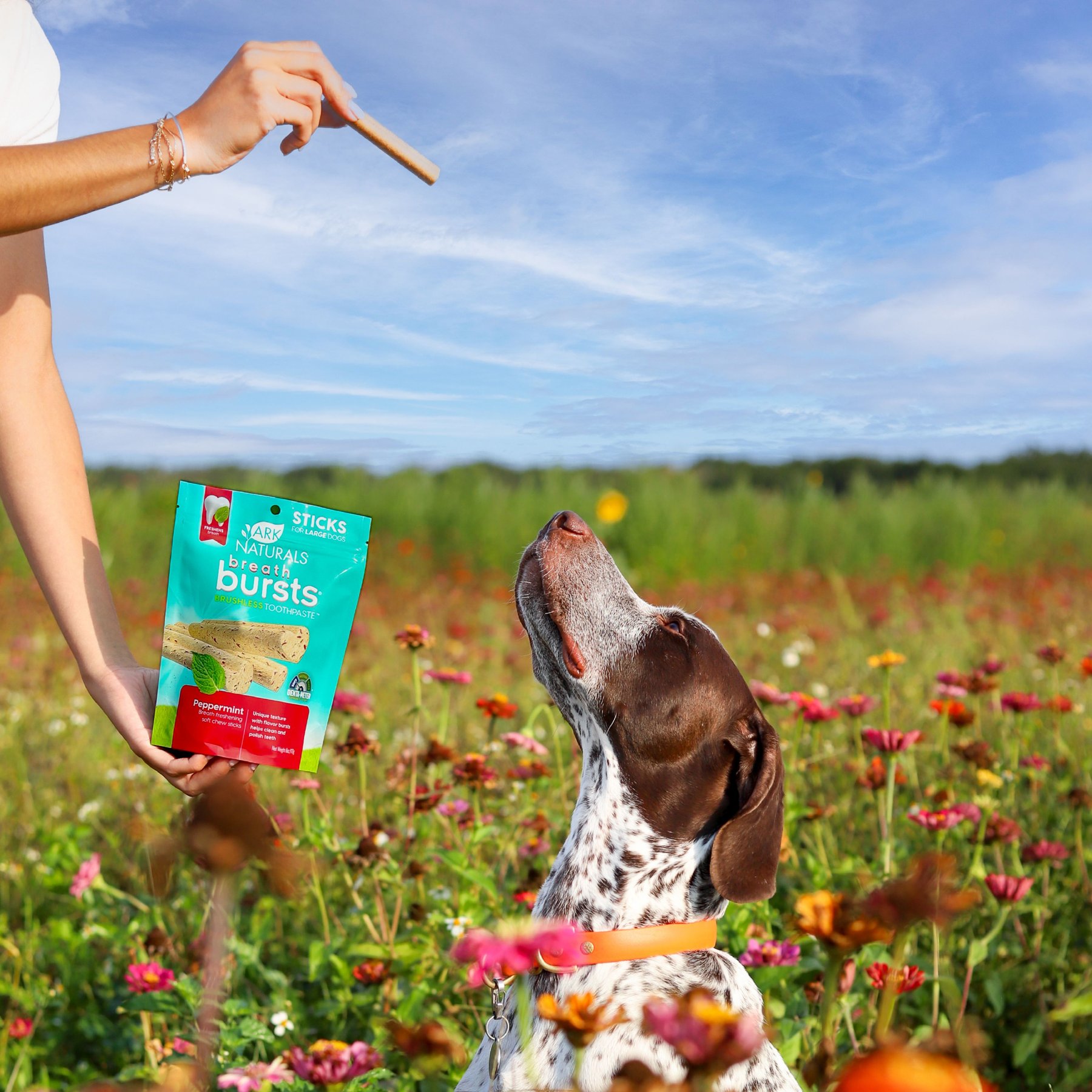 Ark Naturals Breath Bursts Peppermint Sticks Medium/Large Dental Dog Treats, 6-oz bag