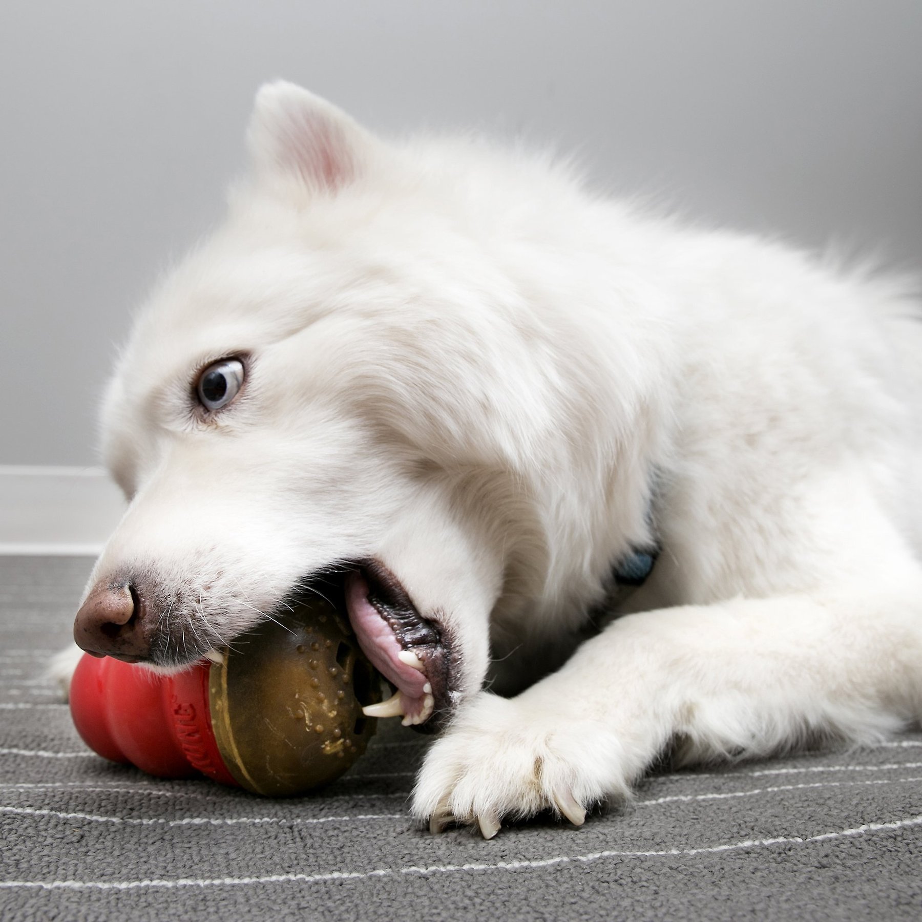 KONG Marathon Chicken Recipe Grain-Free Dog Chew Large Treats