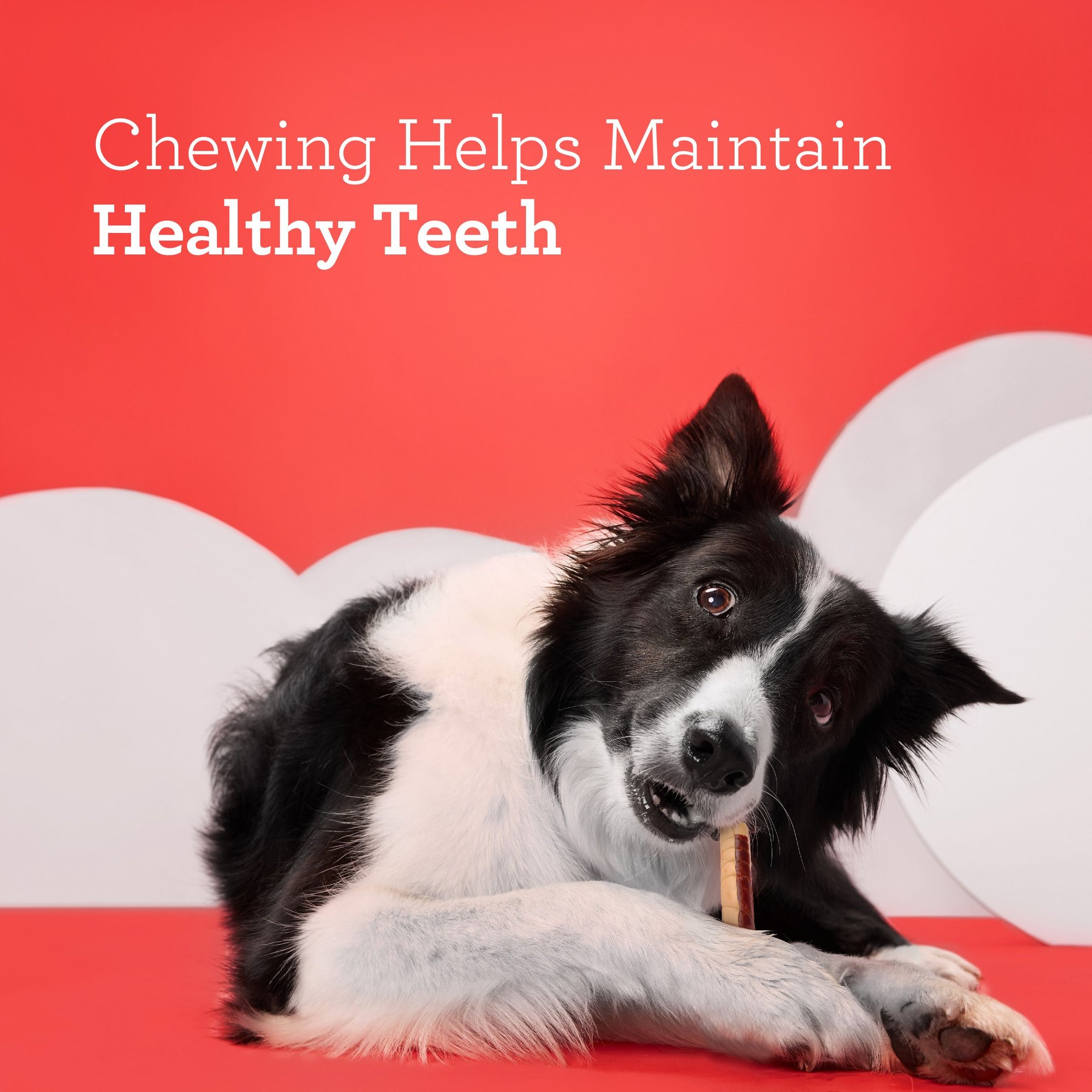 DreamBone DreamSticks Chicken Chews Dog Treats
