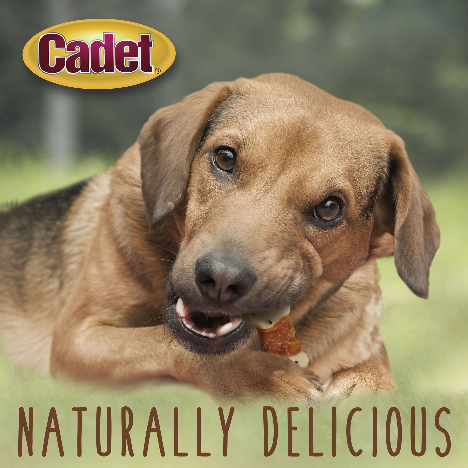 Cadet Gourmet Chicken Wrapped Biscuit Dog Treats, 14-oz