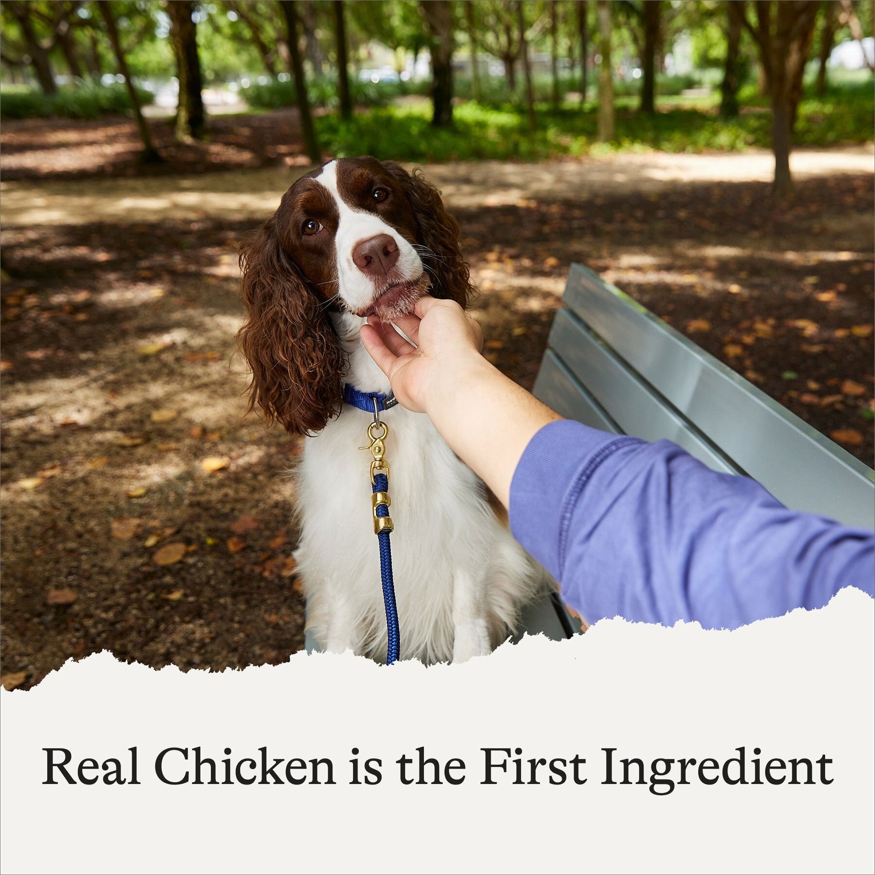 American Journey Chicken Recipe Trail Bites Grain-Free Soft & Chewy Dog Treats, 8-oz bag