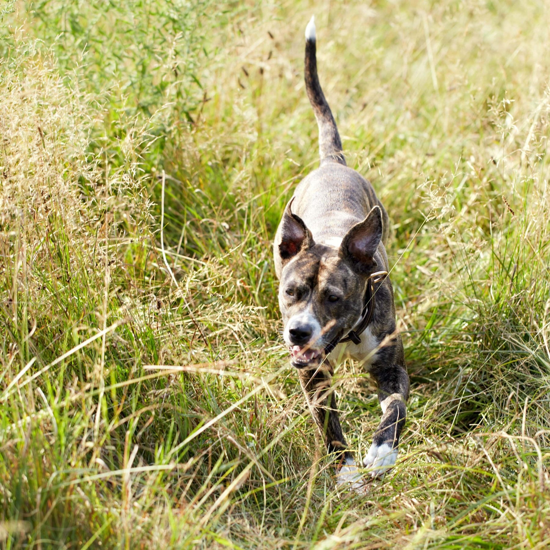 Nature's Recipe Chicken & Brown Rice Recipe in Broth Wet Dog Food