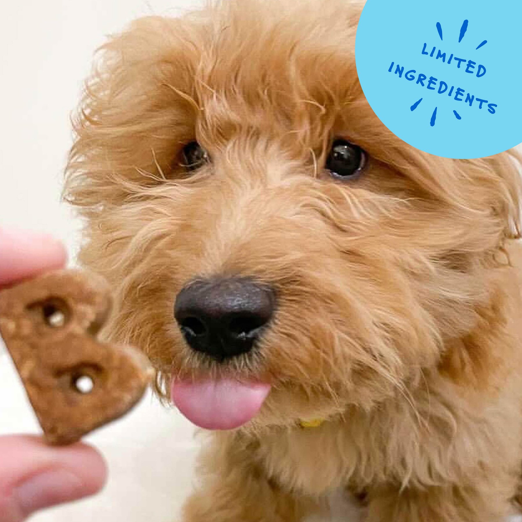 Bocce's Bakery Campfire S'mores Peanut Butter, Carob & Vanilla Recipe Dog Treats, 6-oz bag