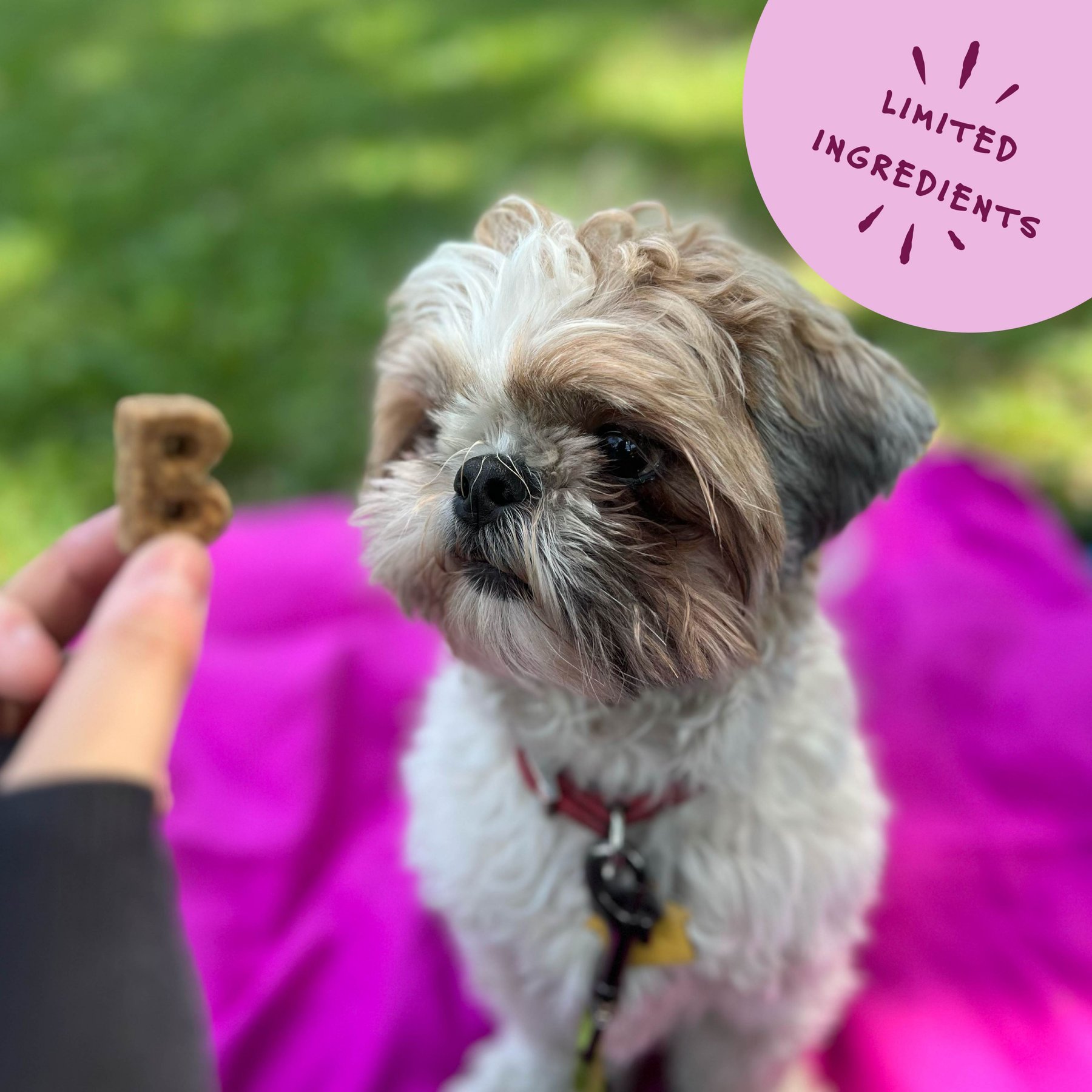 Bocce's Bakery Quack Quack Quack Duck & Blueberry Recipe Soft & Chewy Dog Treats
