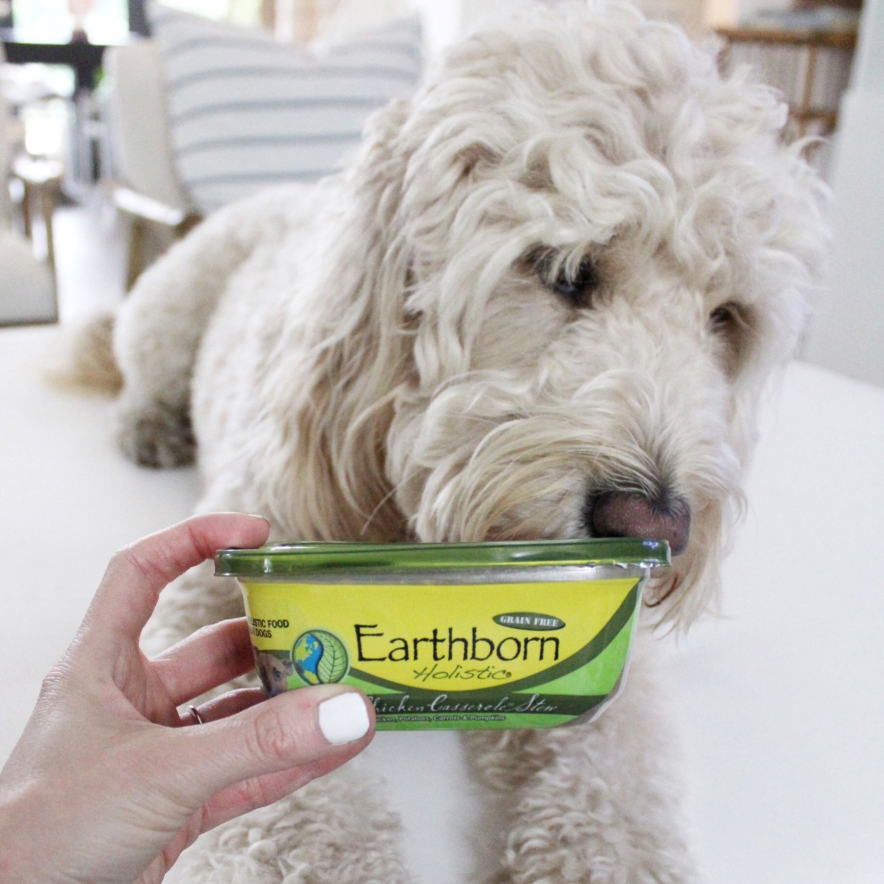 Earthborn Holistic Chip's Chicken Casserole Grain-Free Natural Moist Dog Food