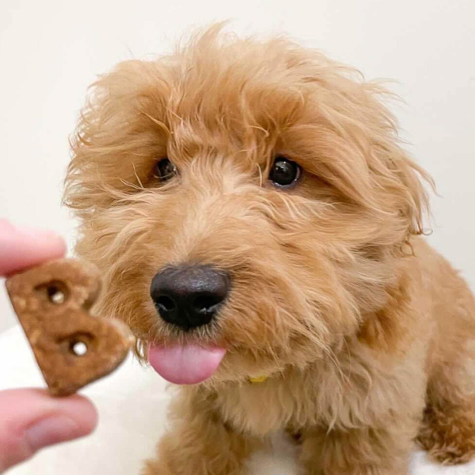 Bocce's Bakery Quack Quack Quack Duck & Blueberry Recipe Soft & Chewy Dog Treats