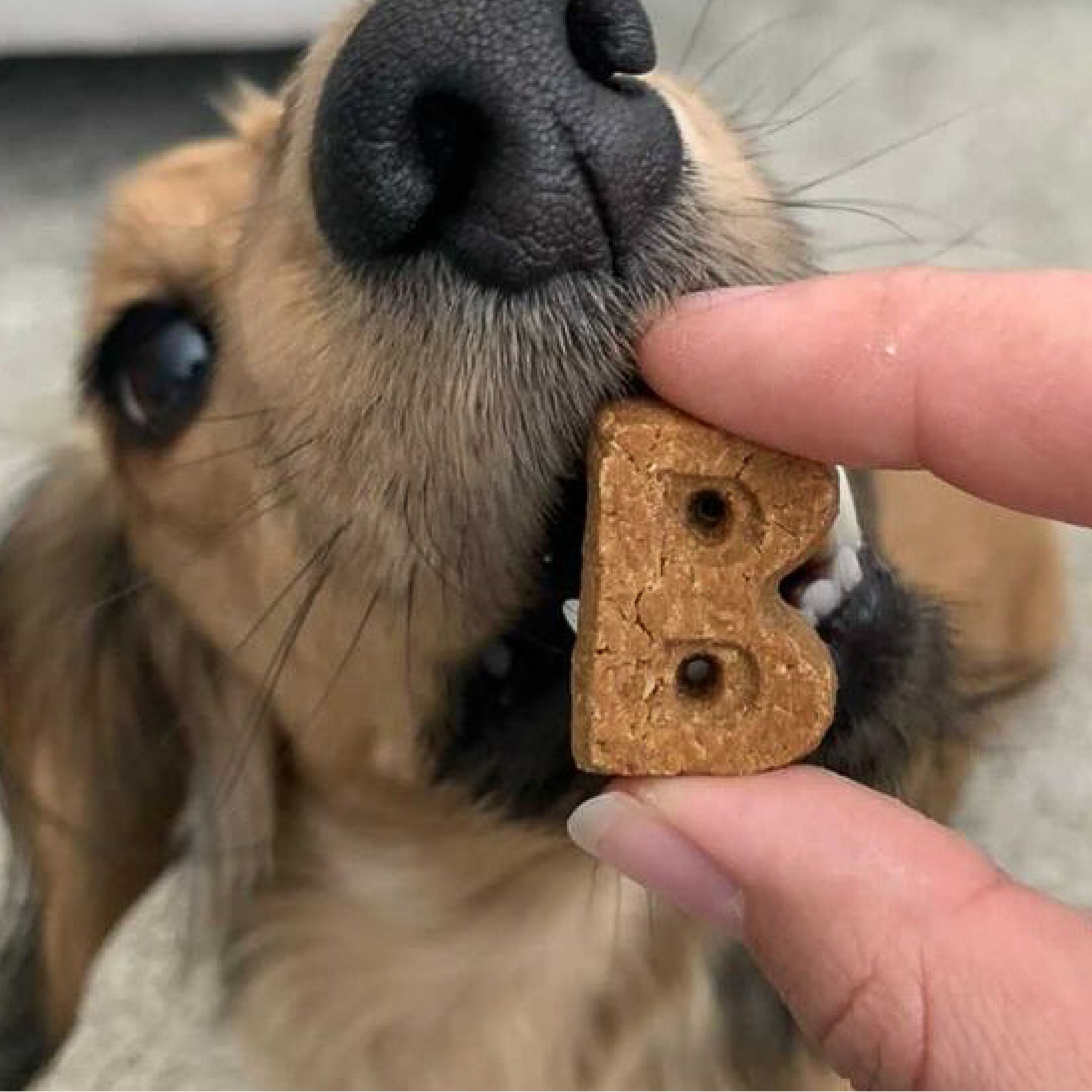Bocce's Bakery Soft & Chewy Cheese Recipe Dog Treats