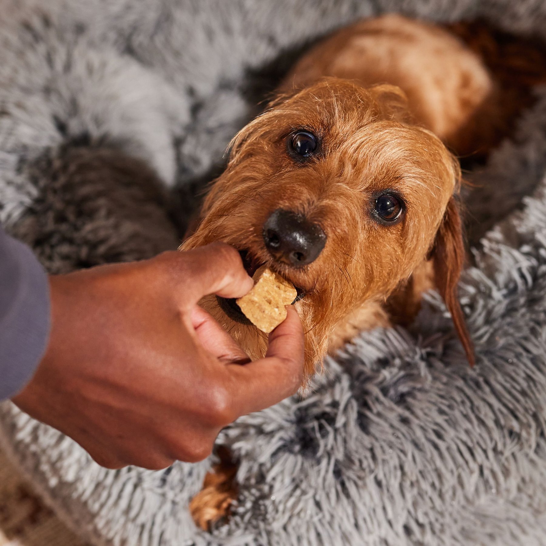 Bocce's Bakery Soft & Chewy Peanut Butter & Banana Recipe Dog Treats