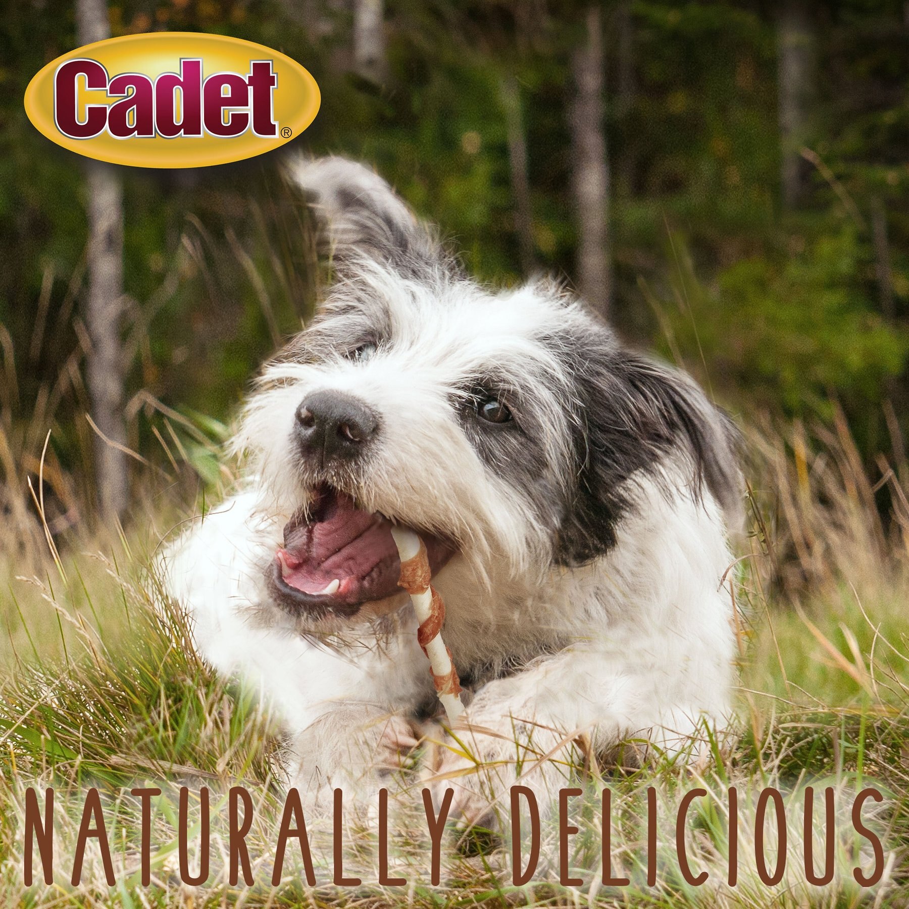 Cadet Gourmet Beef Hide & Chicken Twists Sticks Dog Treats, 5-in