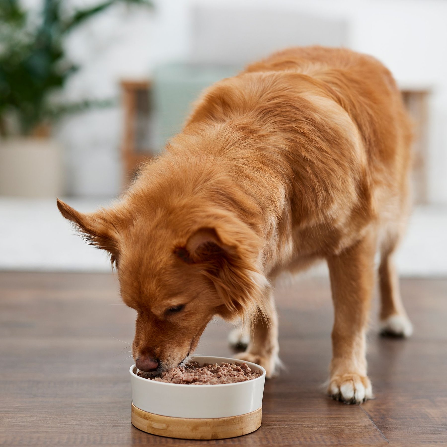 Evanger's Grain-Free Beef Canned Dog & Cat Food