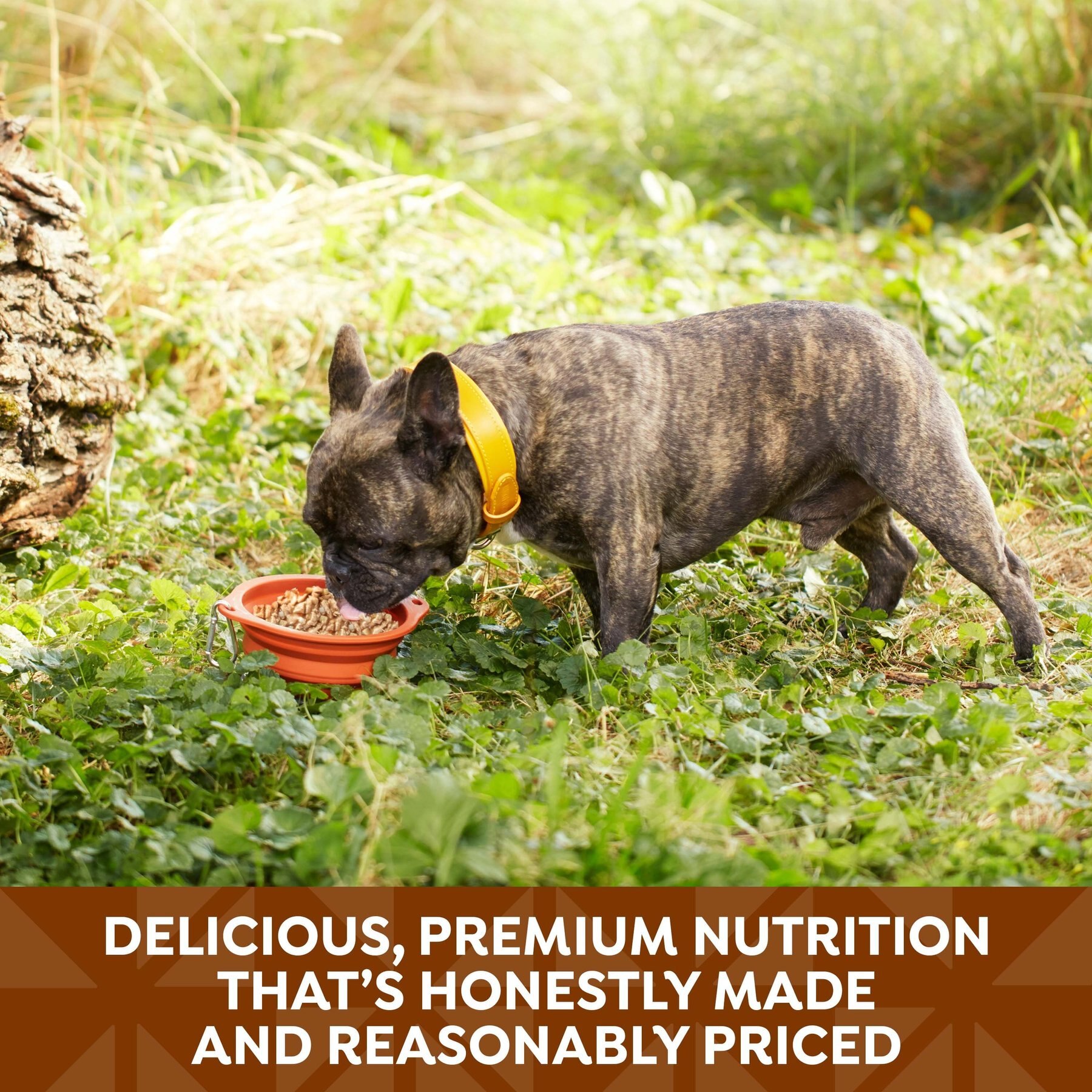 Nature's Recipe Chicken & Turkey Recipe in Broth Wet Dog Food