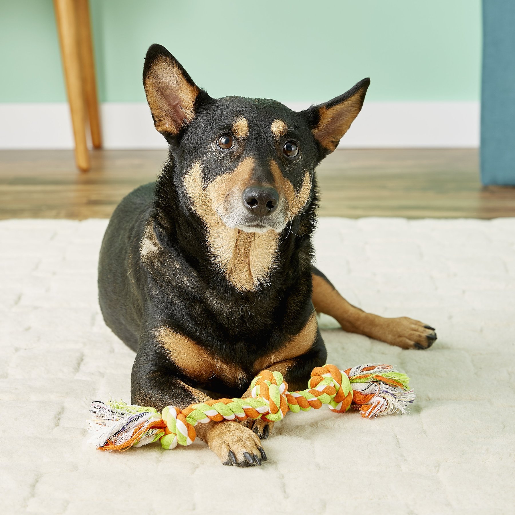 Luxury Designer dog cat New Mammoth Cottonblend Knot Dog Rope Toy Color Varies Free designer Shipping Shipping