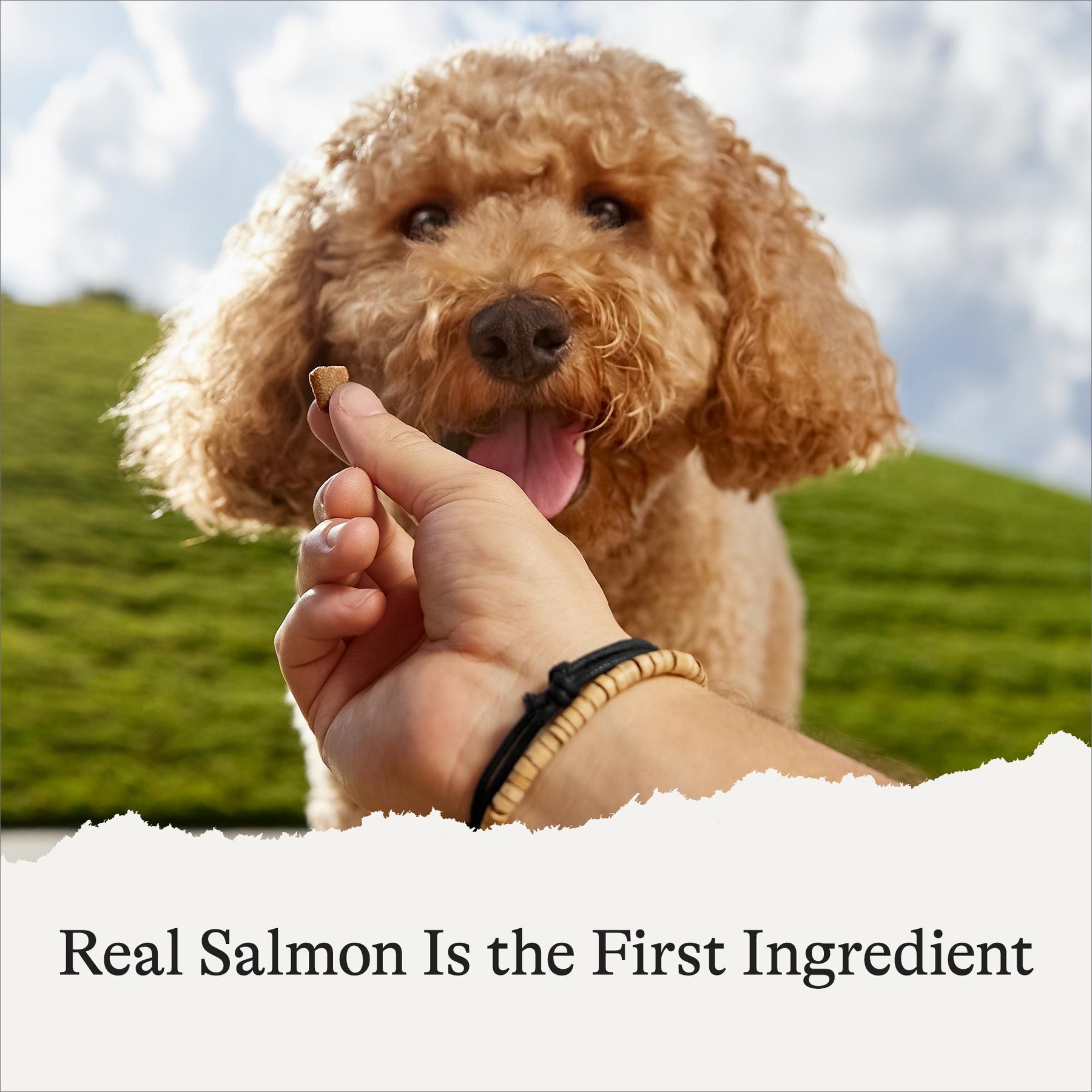 American Journey Salmon Recipe Grain-Free Soft & Chewy Training Bits Dog Treats