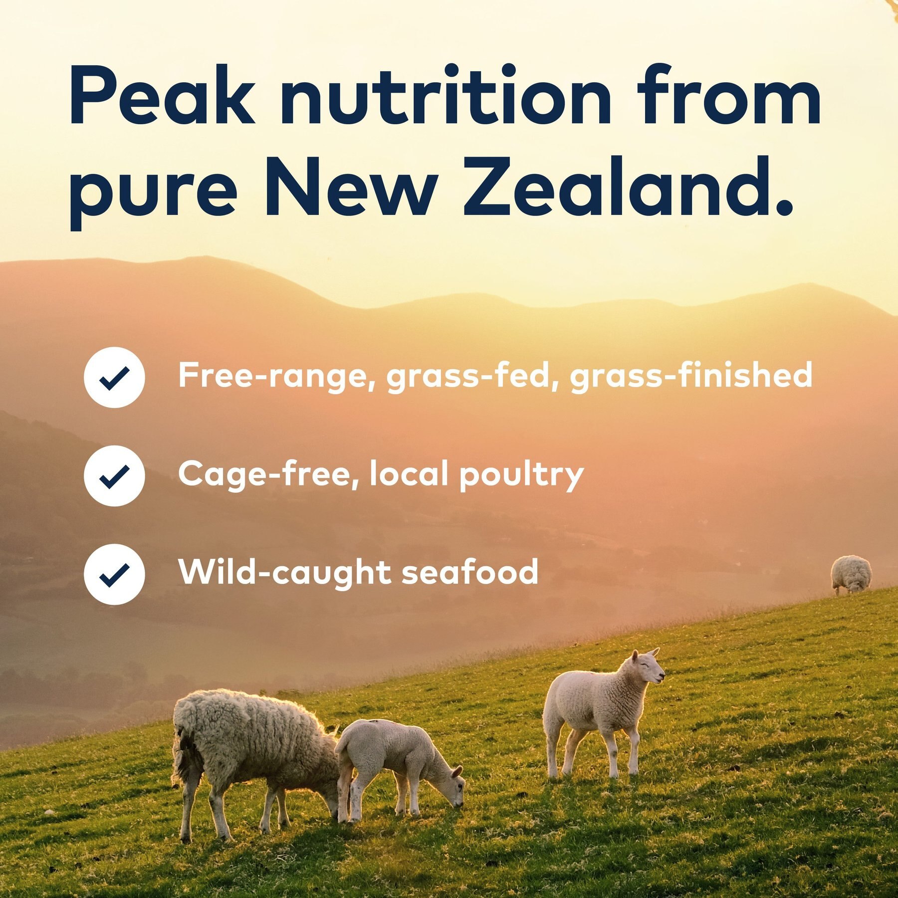 ZIWI Peak Chicken Recipe Canned Dog Food